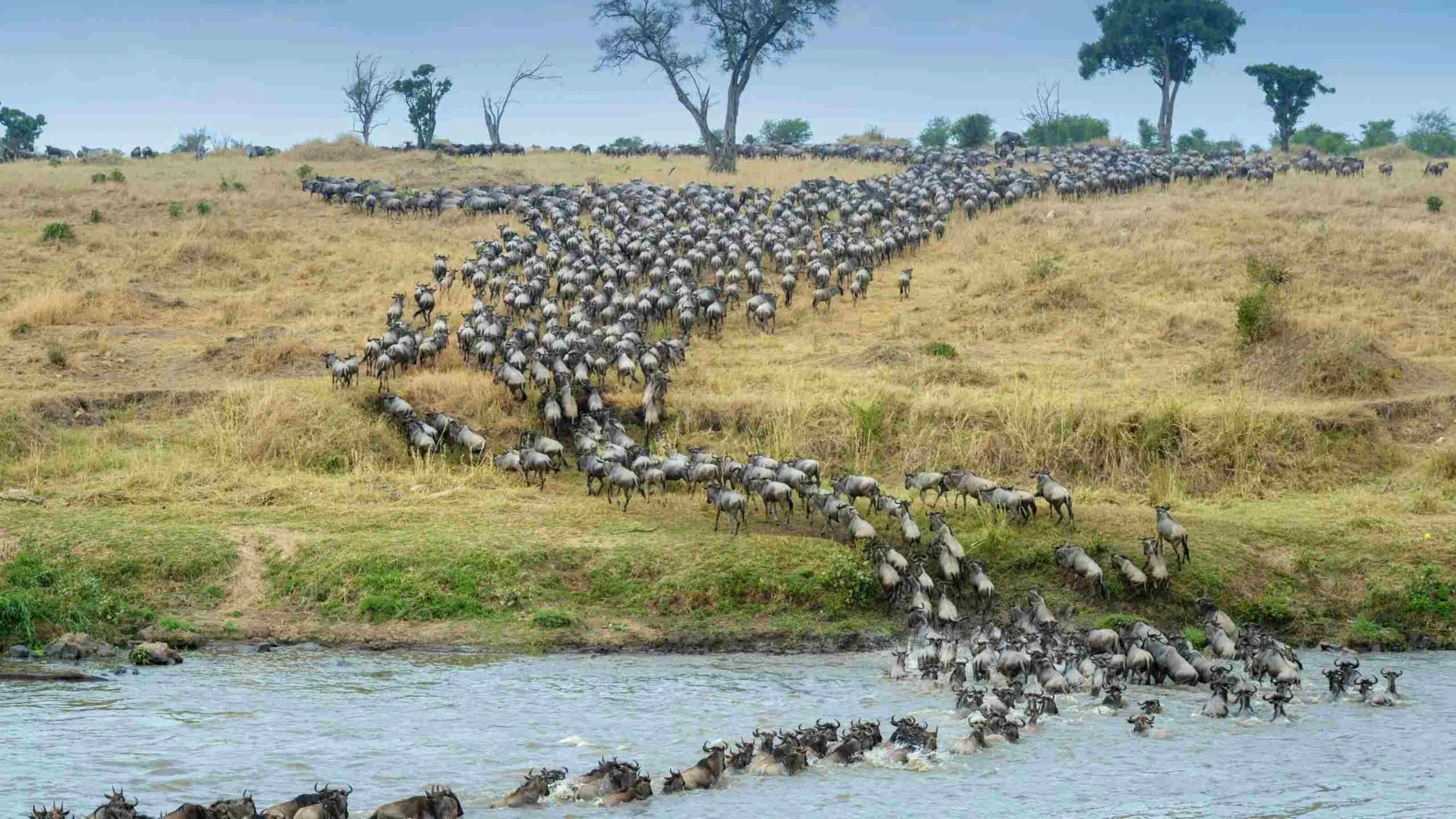 Long line of wildebeest crossing grassland toward a river