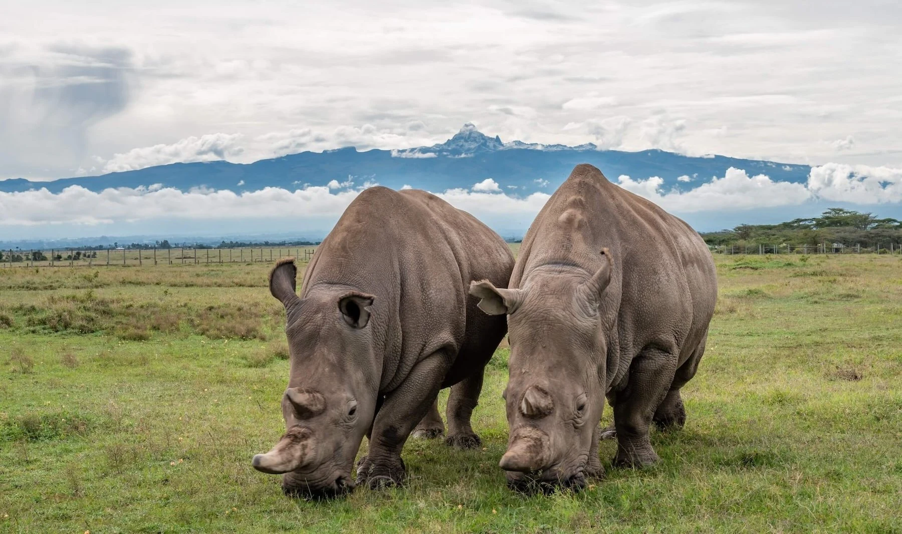 Najin and Fatu, two northern white rhinos, at Ol Pejeta