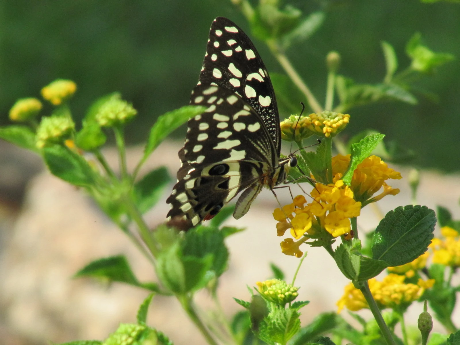 A swallowtail butterfly on the Kenya coast near Mombasa
