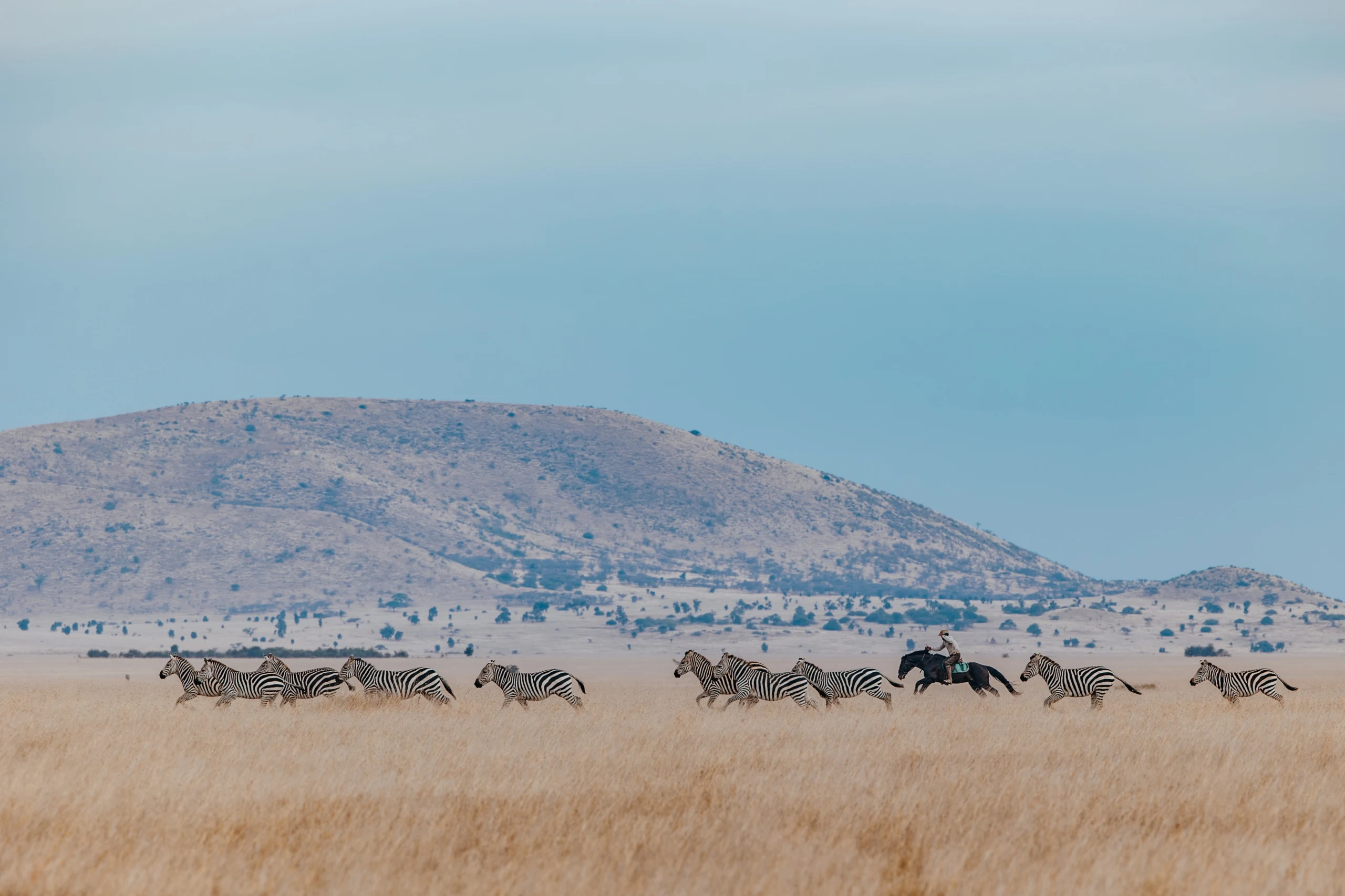 Riders on horseback among a herd of zebras below a hill in the Chyulu Hills