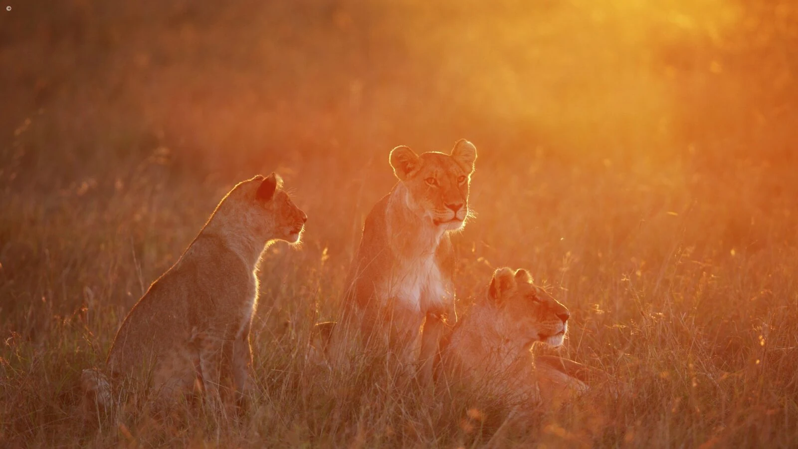 Lioness and cubs in hazy orange backlit grass