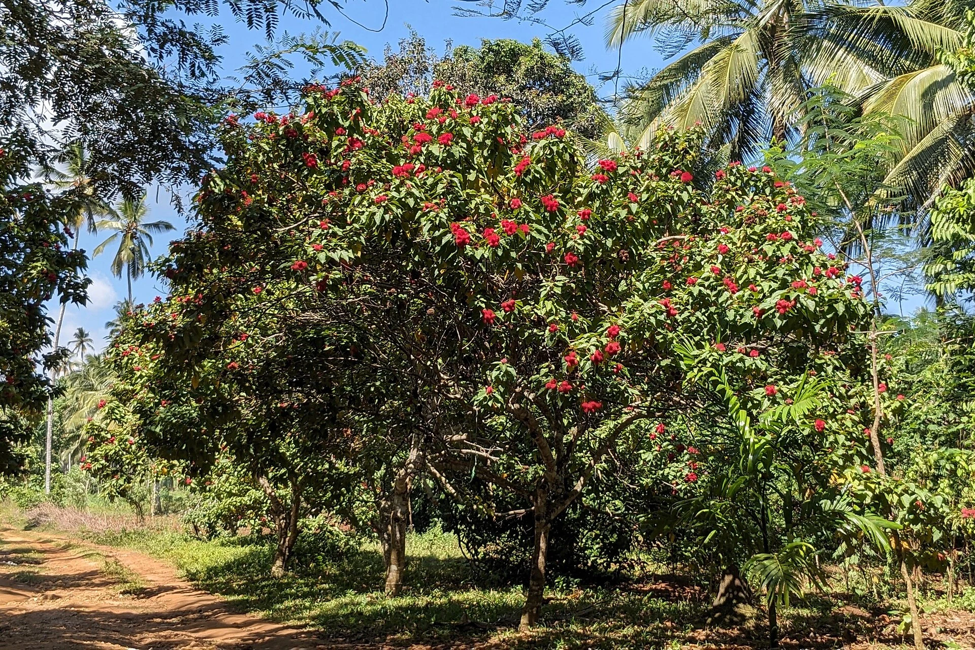 Lipstick trees with red fruit growing along a path on a Zanzibar spice farm