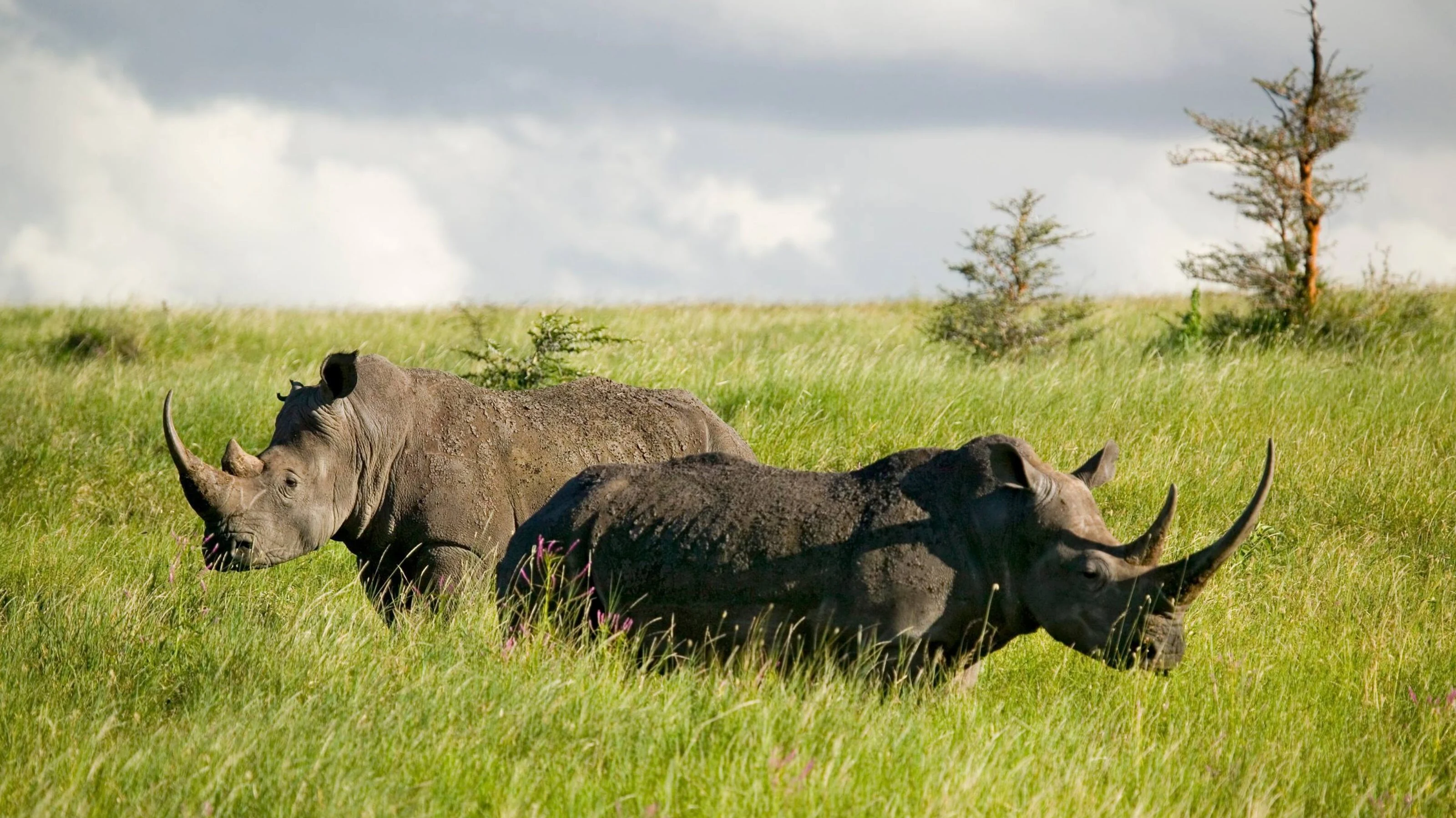 Two rhinos grazing on green grass under cloudy sky