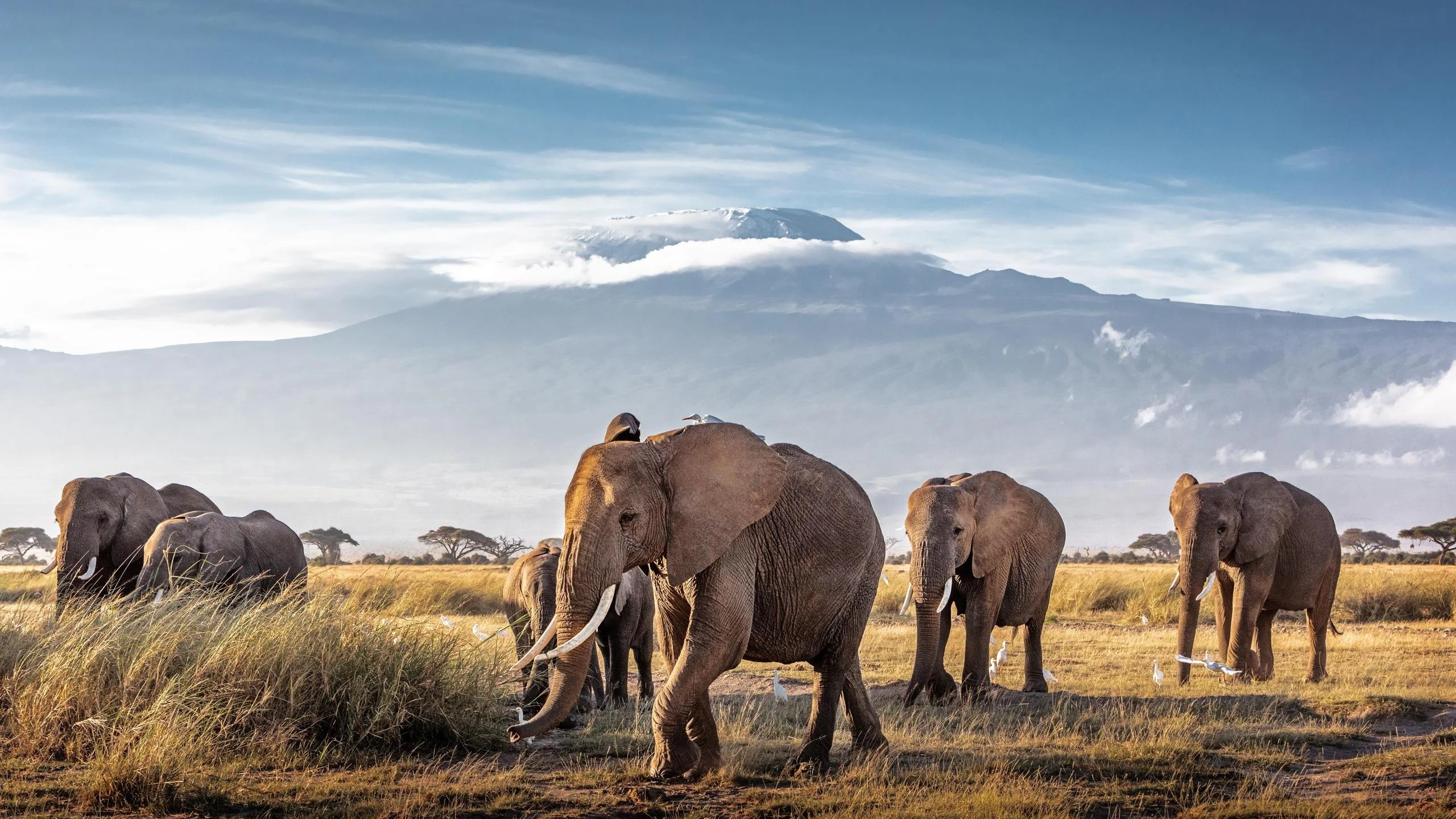 Elephants walking on dry grass with Kilimanjaro snow summit behind