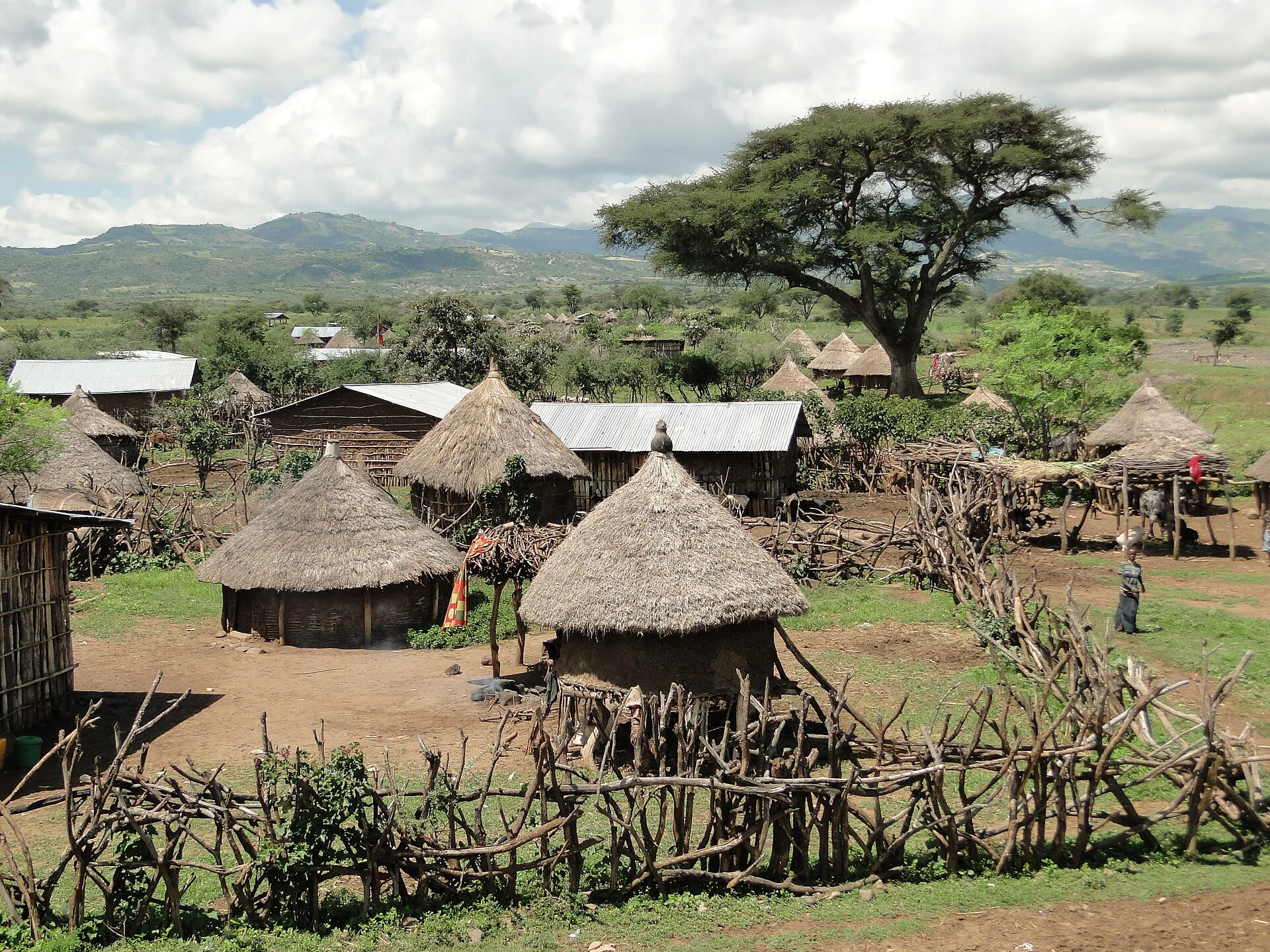 Round thatched houses and fences in a Konso village under acacia trees.