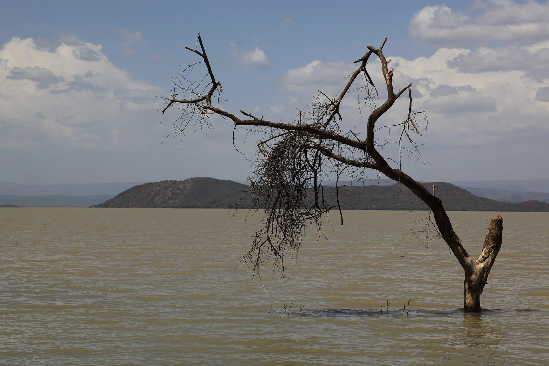 A dead tree standing in the water of Lake Baringo