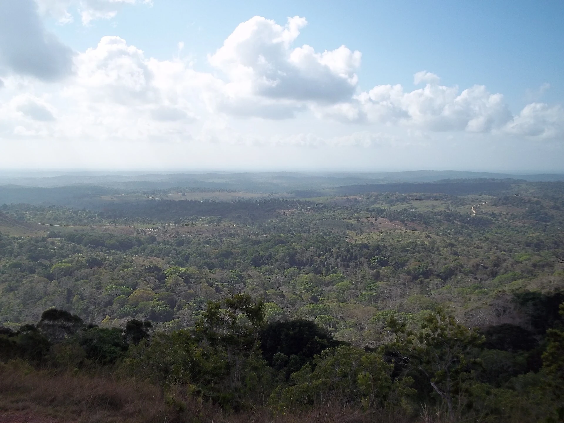 Forested hills in Shimba Hills National Reserve