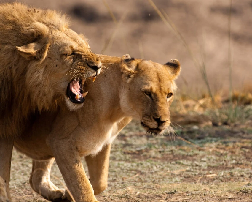 Male lion snarling beside a lioness