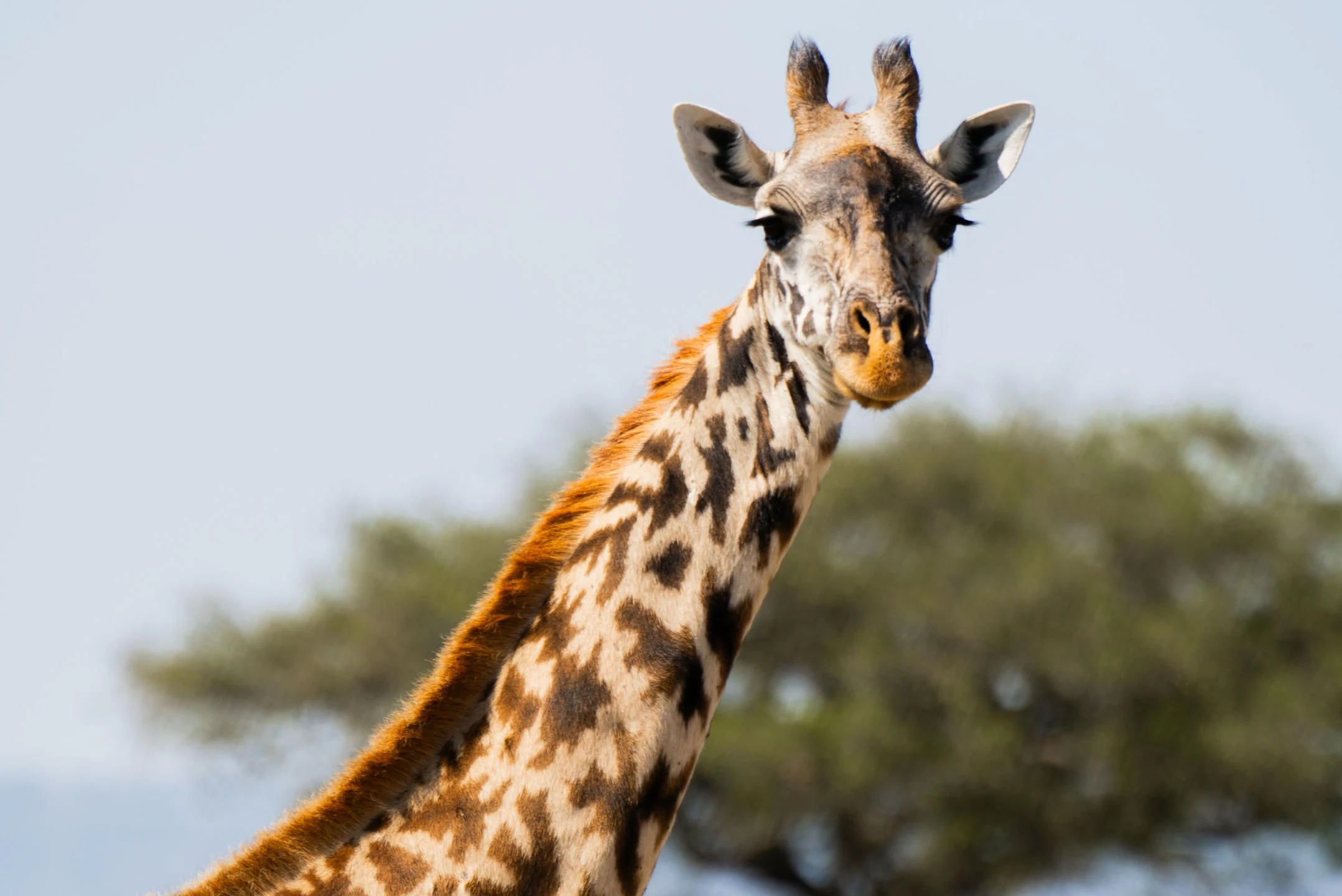 Giraffe head and neck against pale sky and acacia