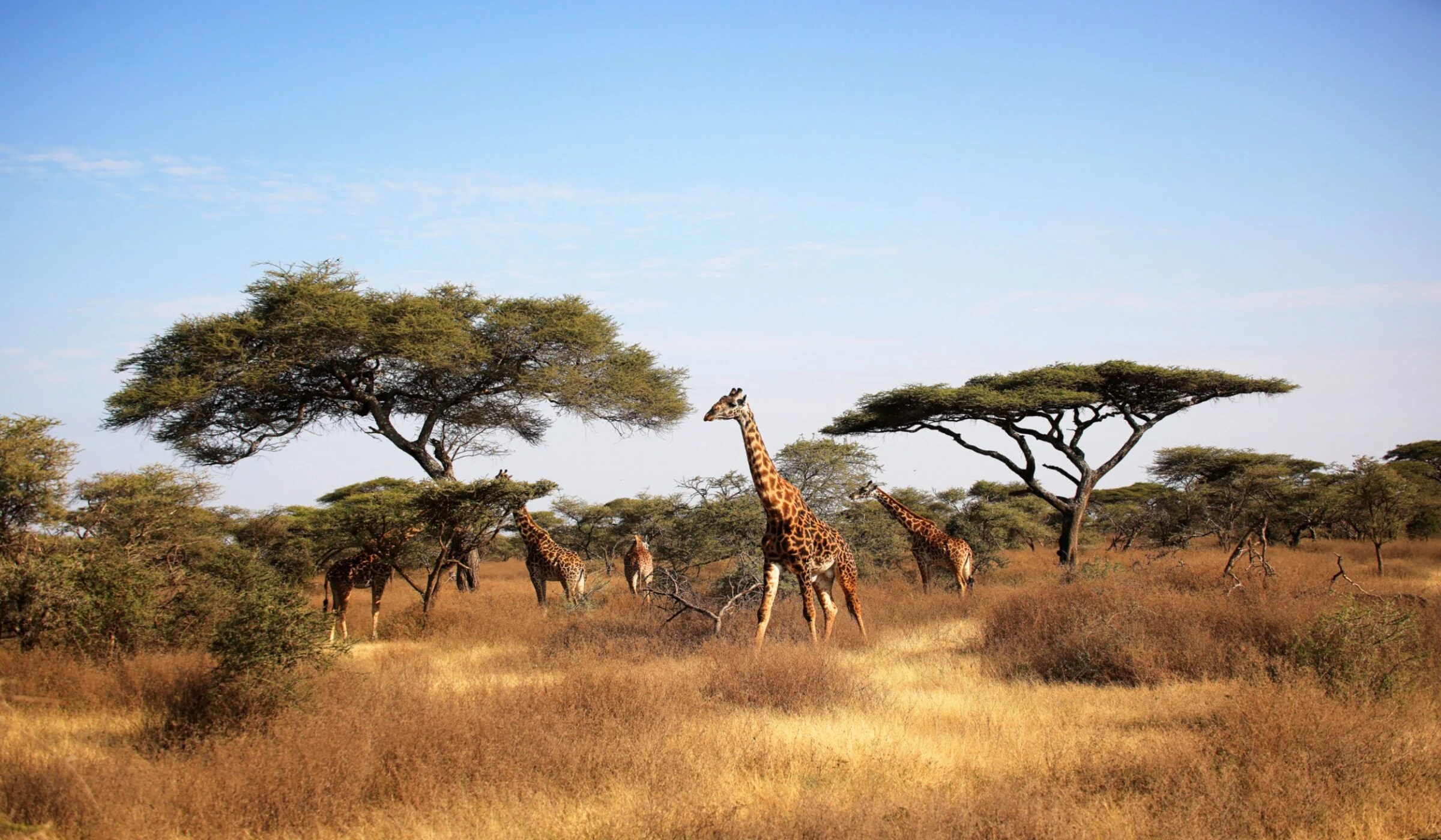 Giraffes among flat topped acacias in dry savanna