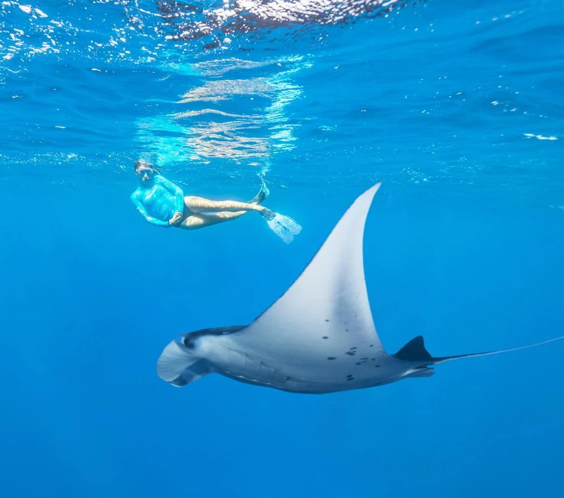 A snorkeller swimming above a manta ray in deep blue water
