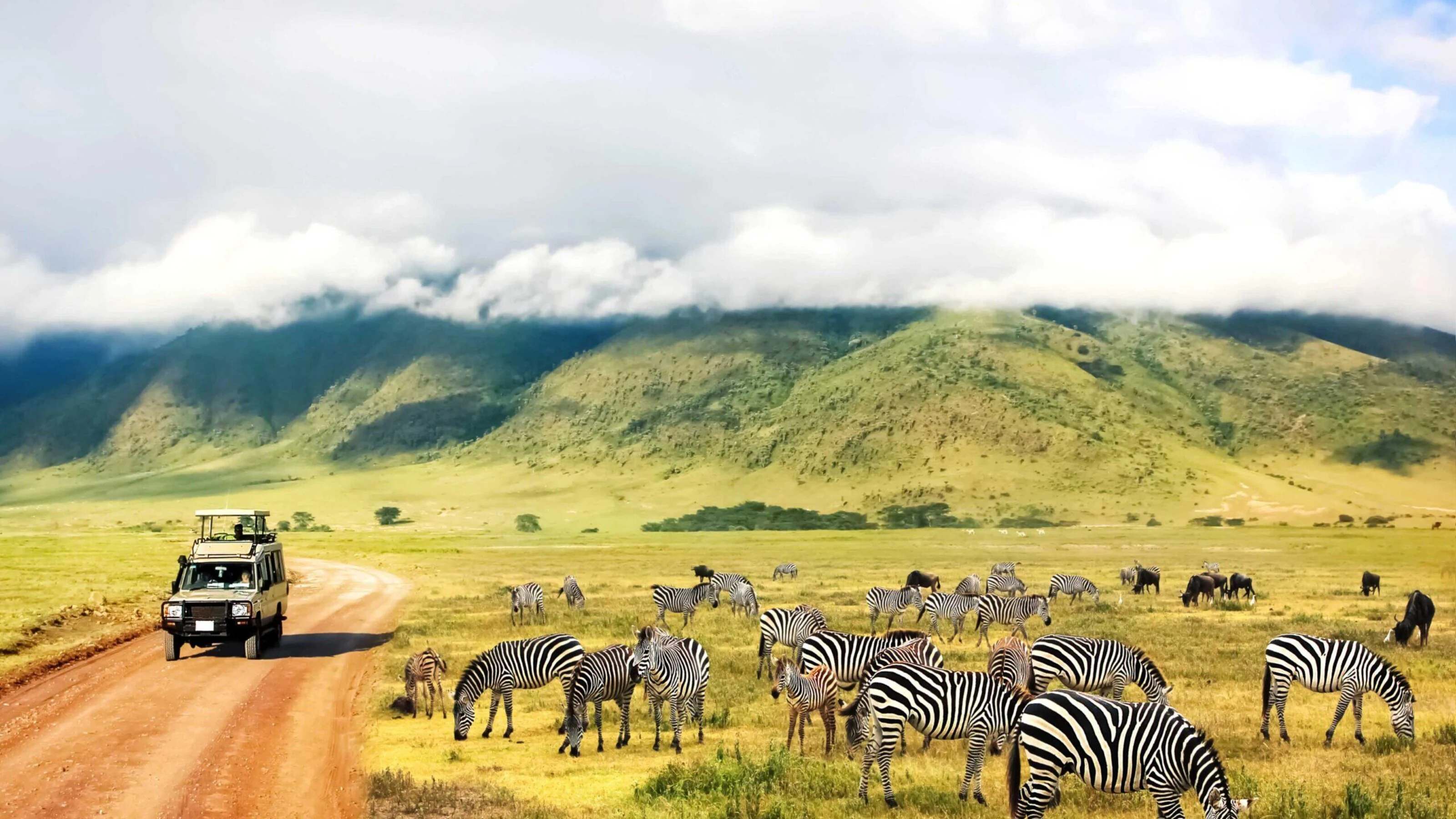 Safari vehicle on a track past zebras on the crater floor