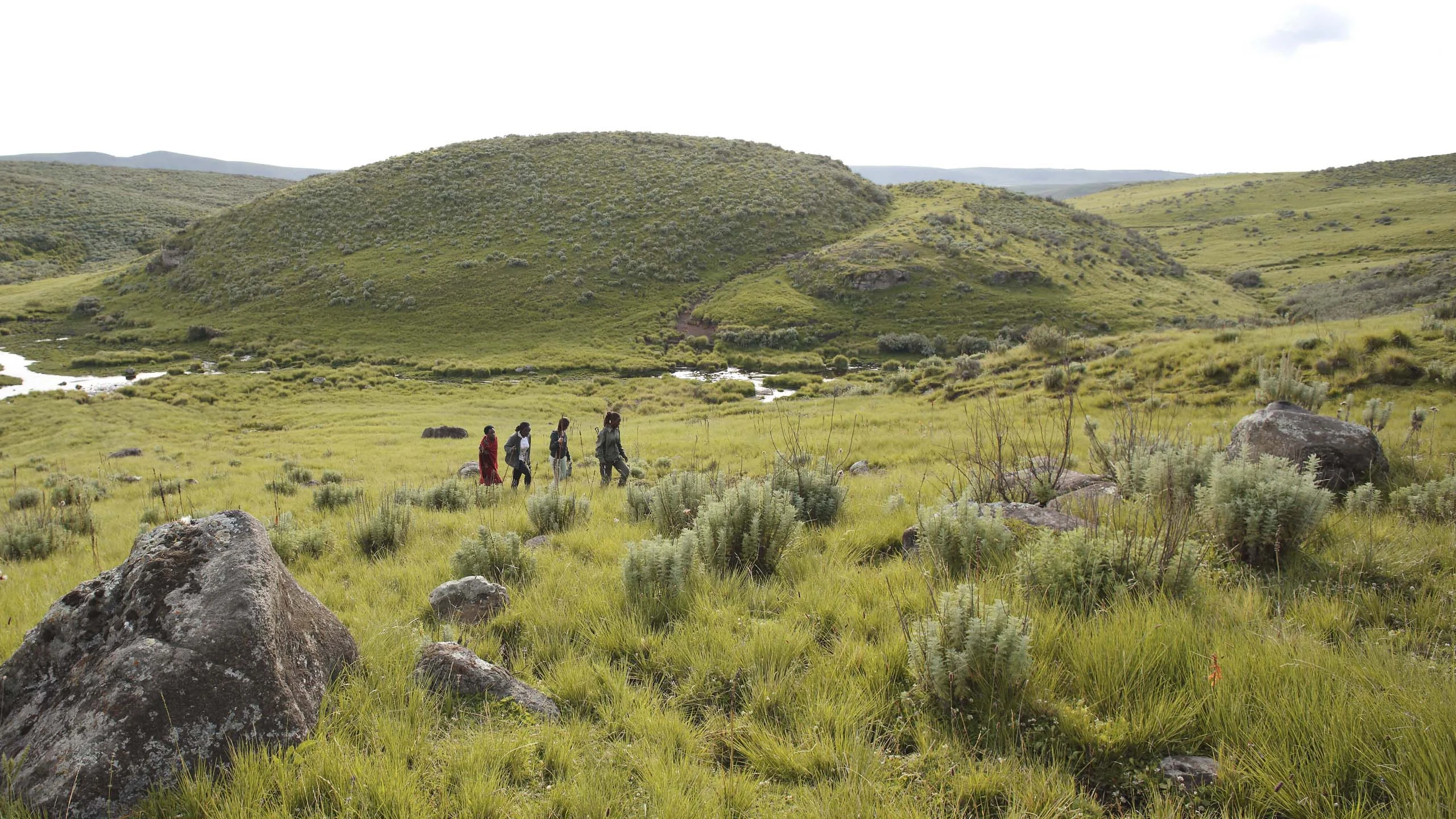 A walking group crossing green hills in the Ngorongoro highlands