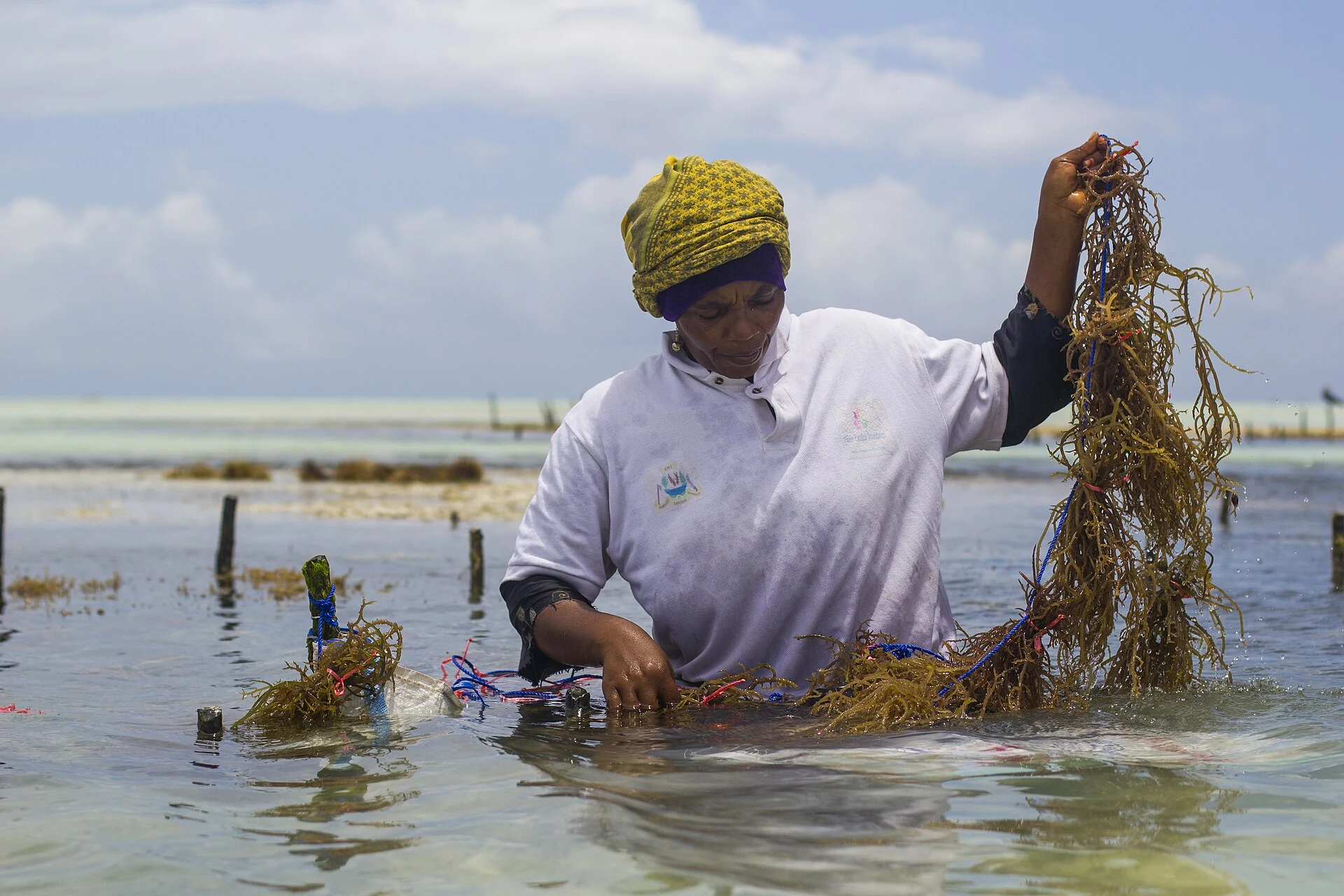 A woman lifting a strand of seaweed from her farm in shallow Zanzibar water