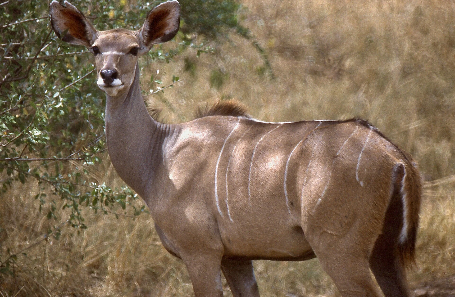 A female greater kudu in Lake Bogoria National Reserve