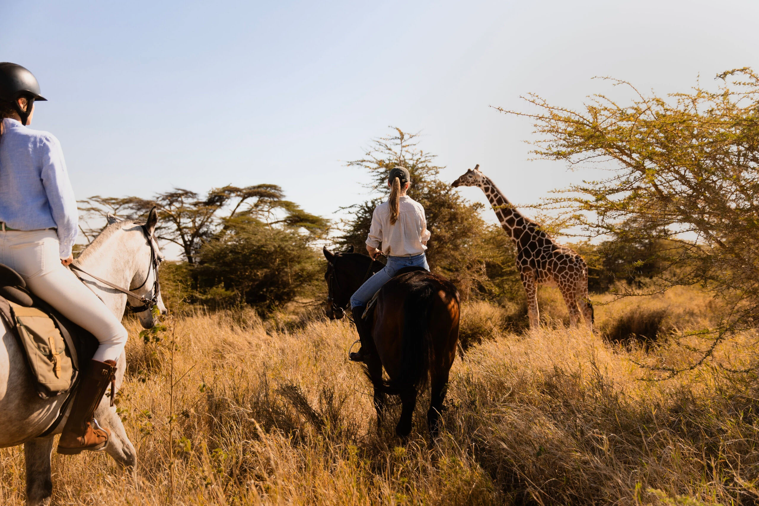 Horse riders observing giraffes