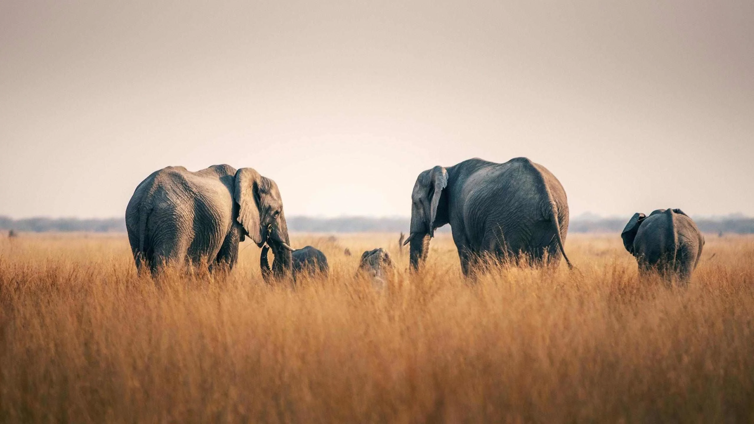 Elephants walking through tall golden grass under a soft pink sky