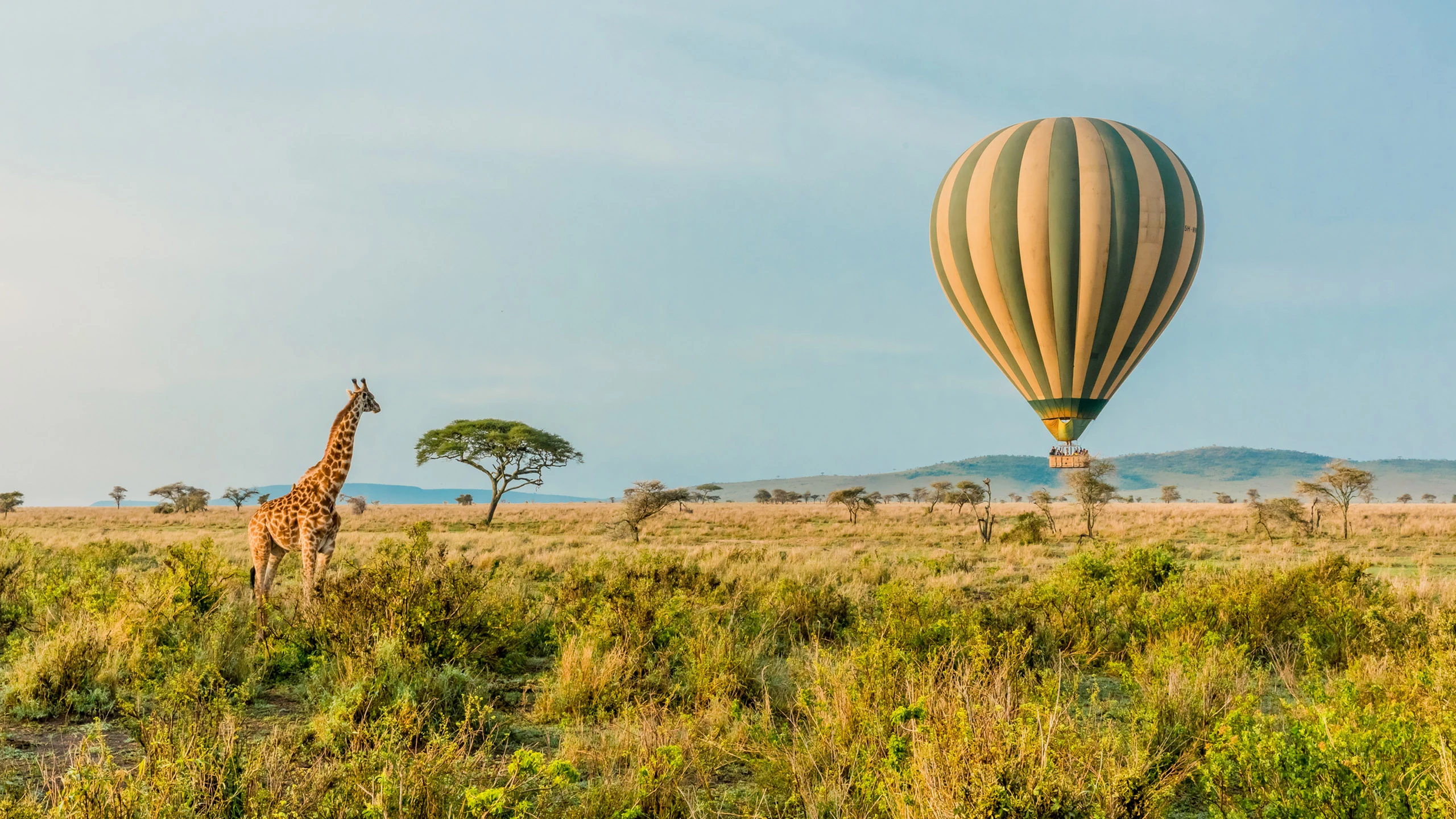 A hot-air balloon over green plains with a giraffe and acacia