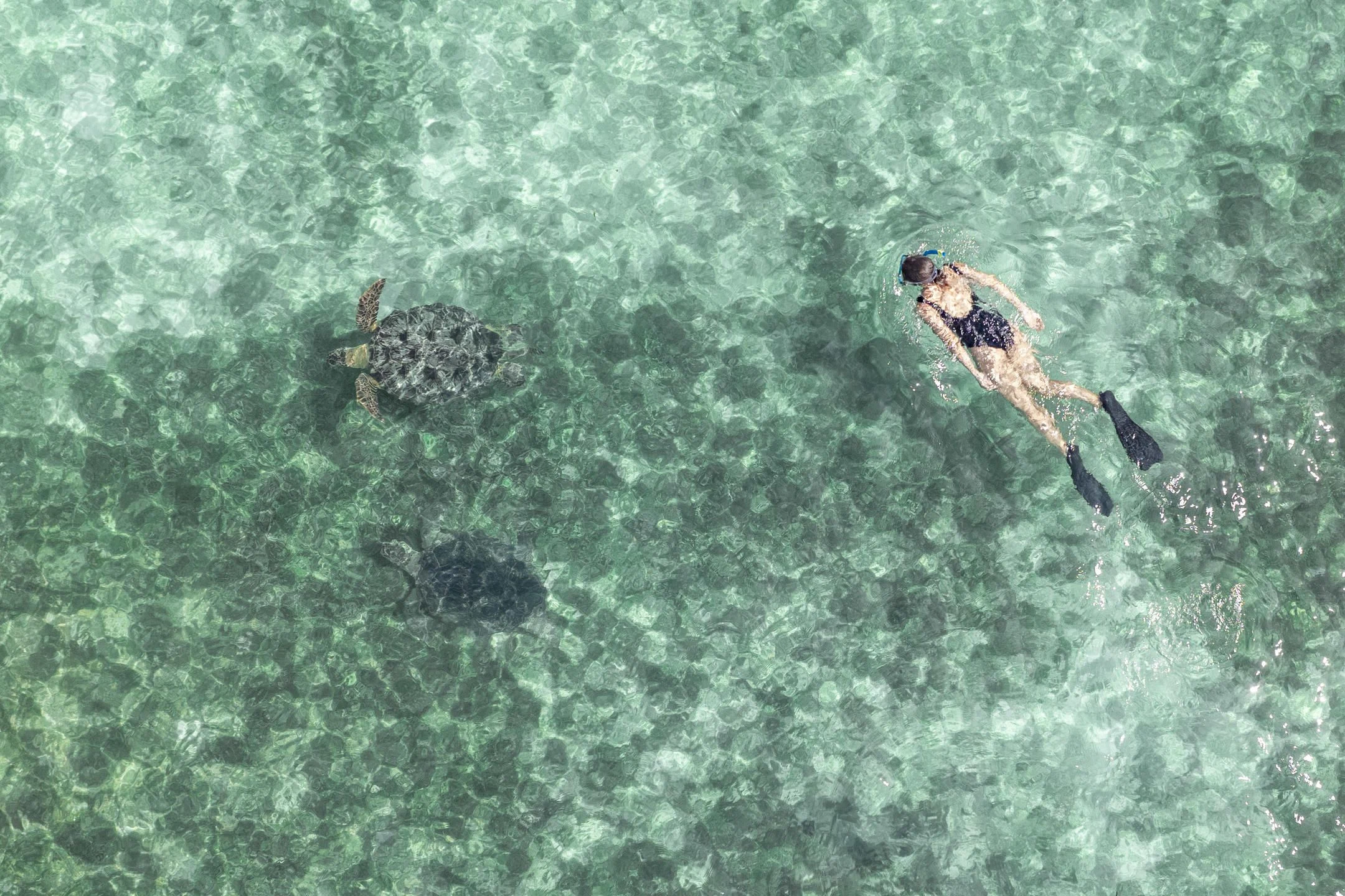 A snorkeller swimming above two sea turtles in clear shallow water