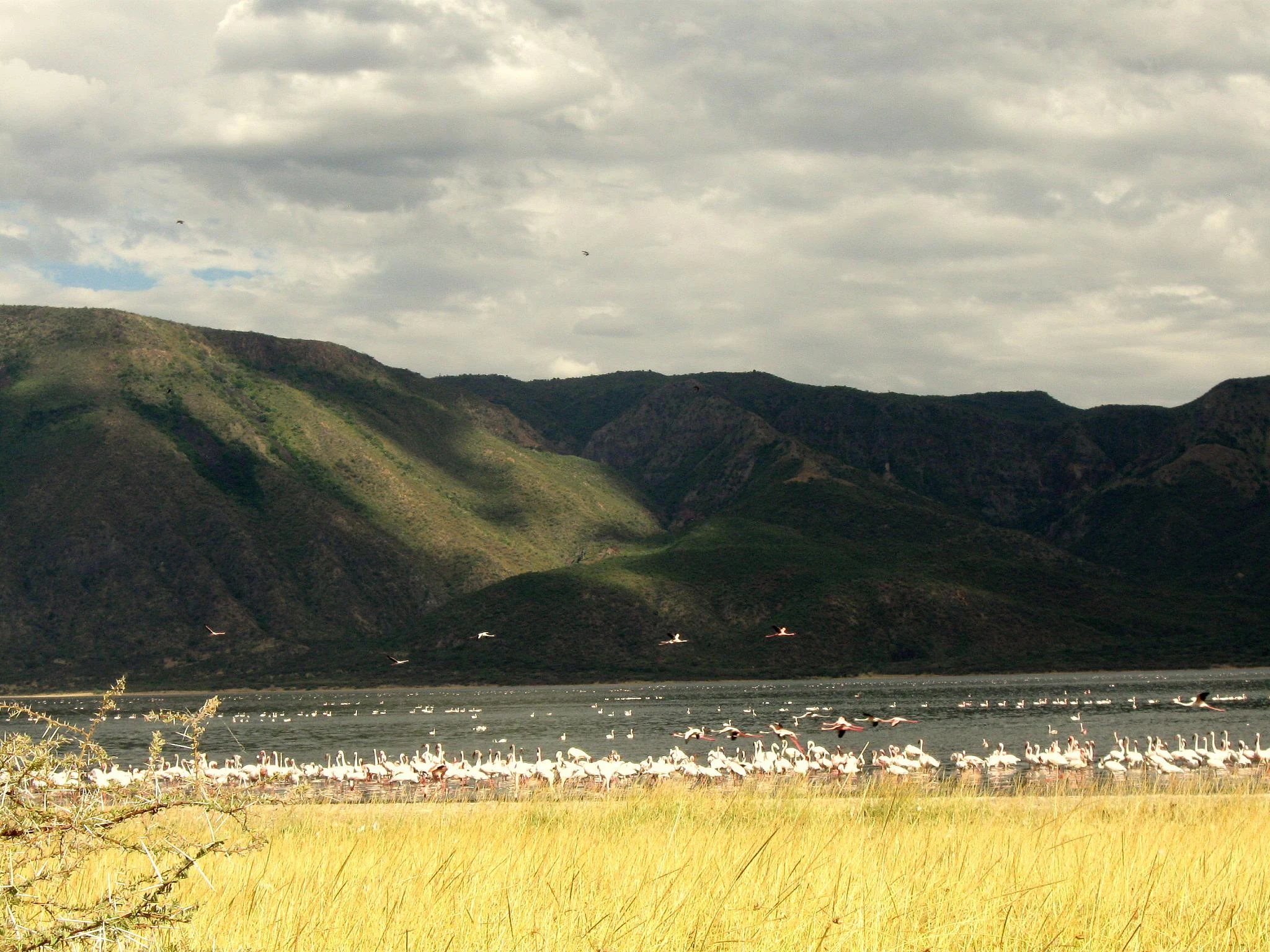 A band of flamingos along Lake Bogoria below the escarpment