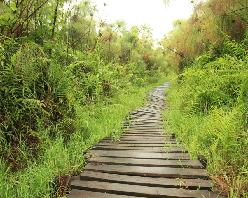 A wooden boardwalk through papyrus and ferns in the Bigodi wetland