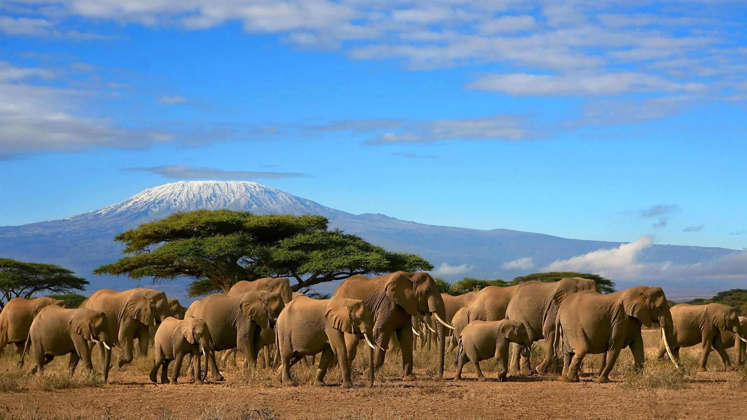 Elephant herd walking across plain with Kilimanjaro behind
