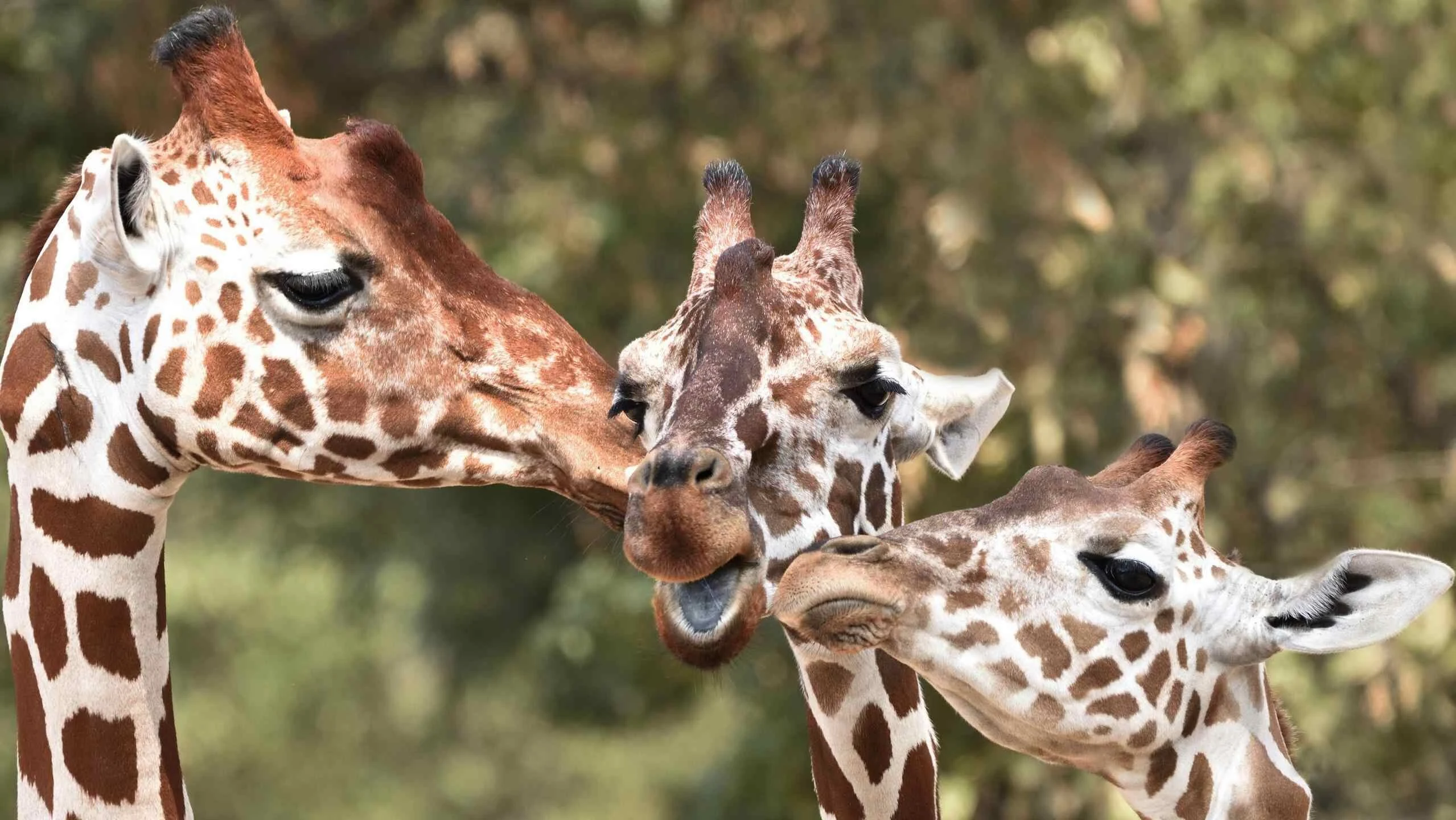 Reticulated giraffes nuzzling against green blur