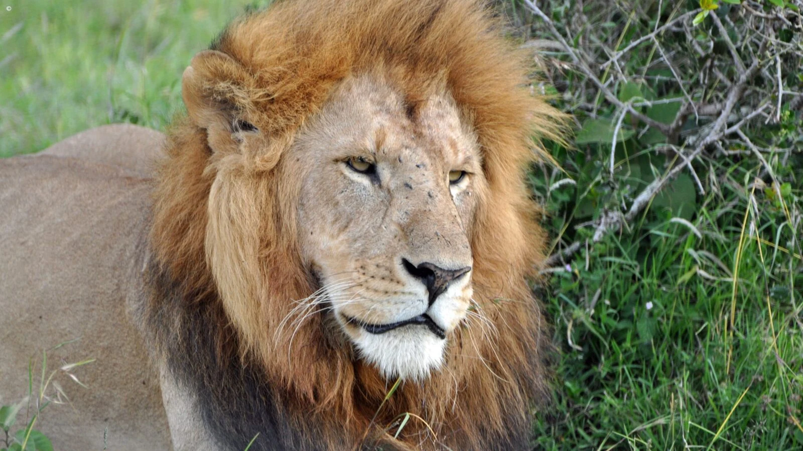 Male lion head close up with full mane and green bush