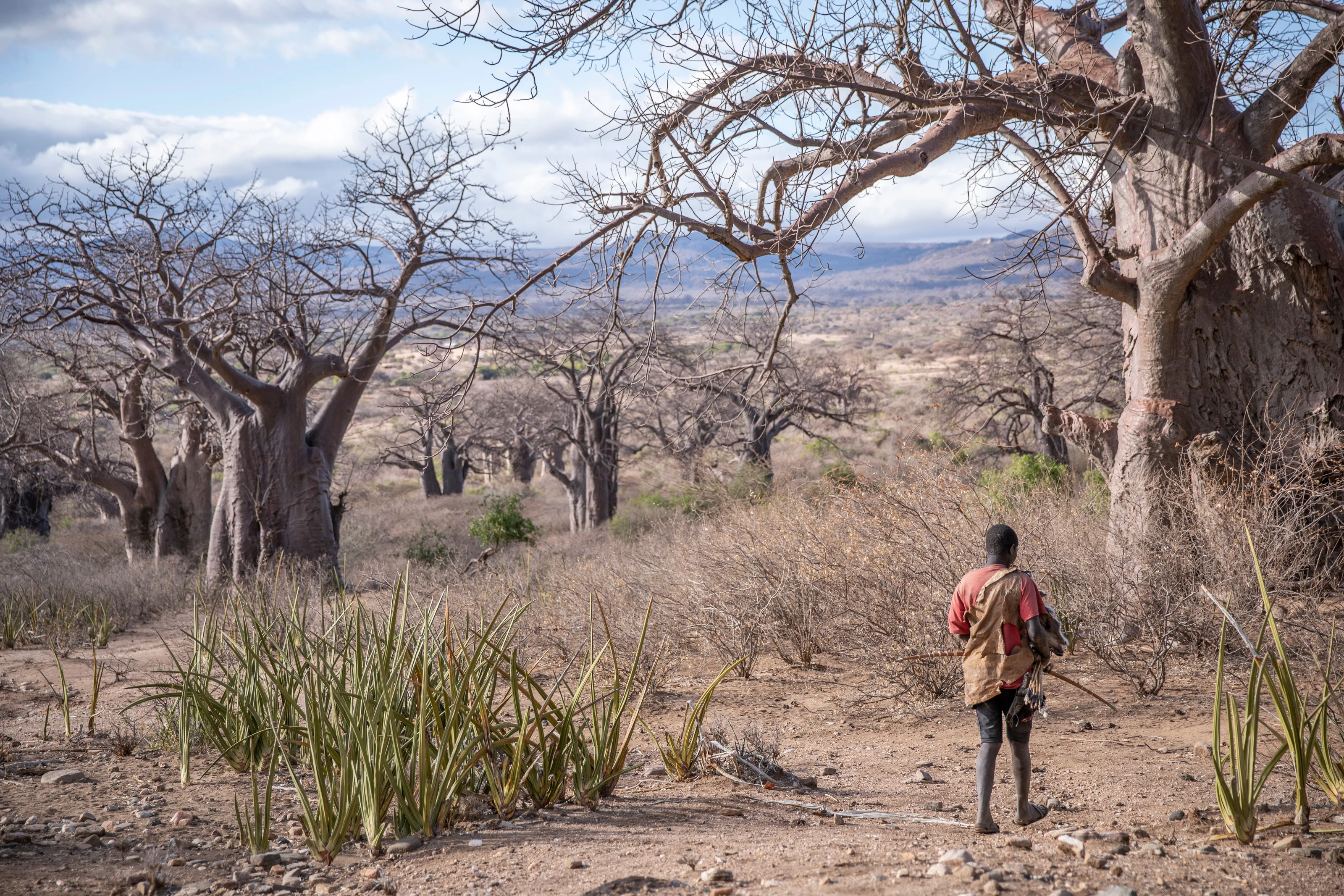 A Hadzabe man walking among baobab trees near Lake Eyasi