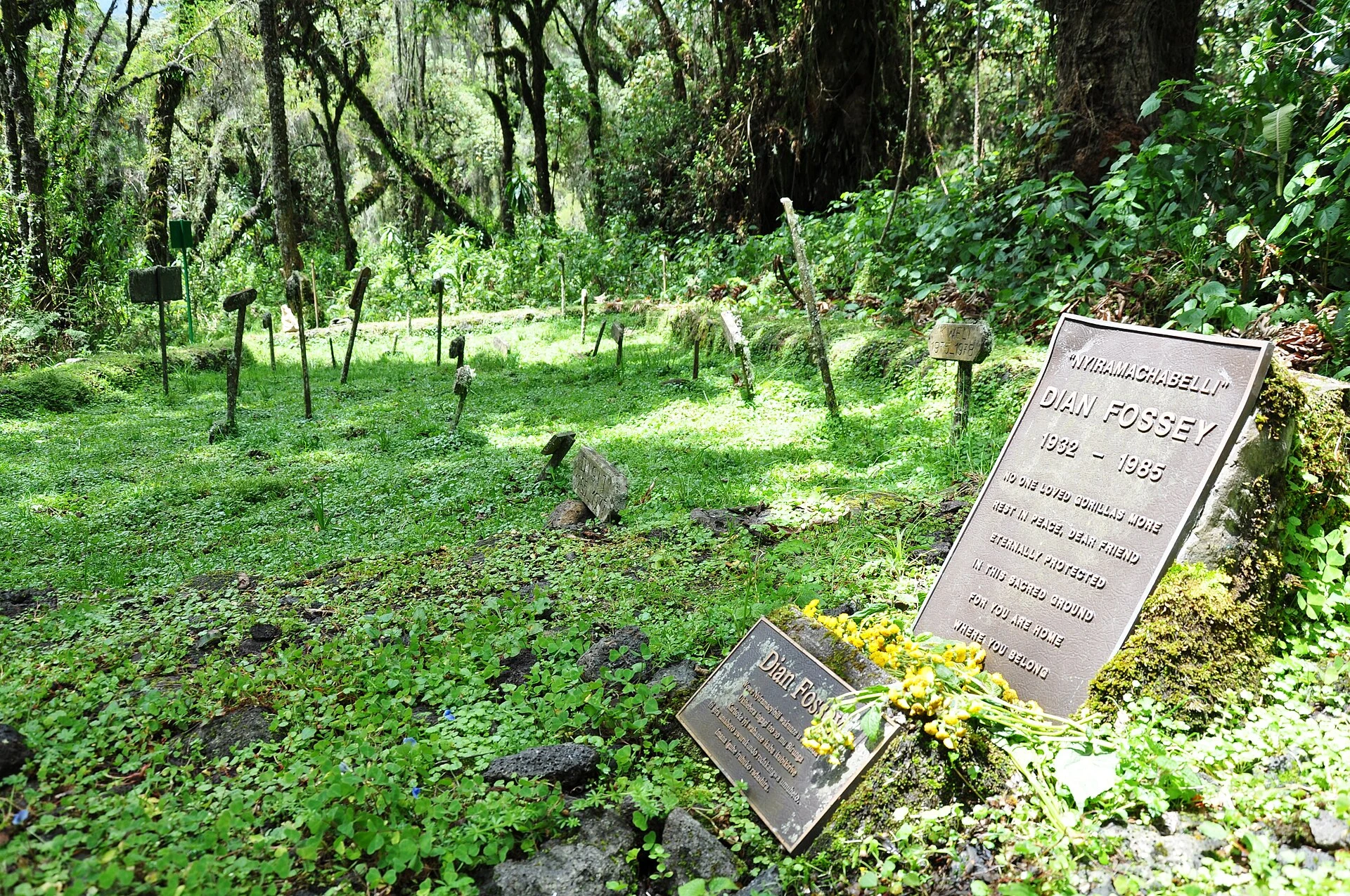 Dian Fossey's grave marker in the Karisoke gorilla graveyard among forest