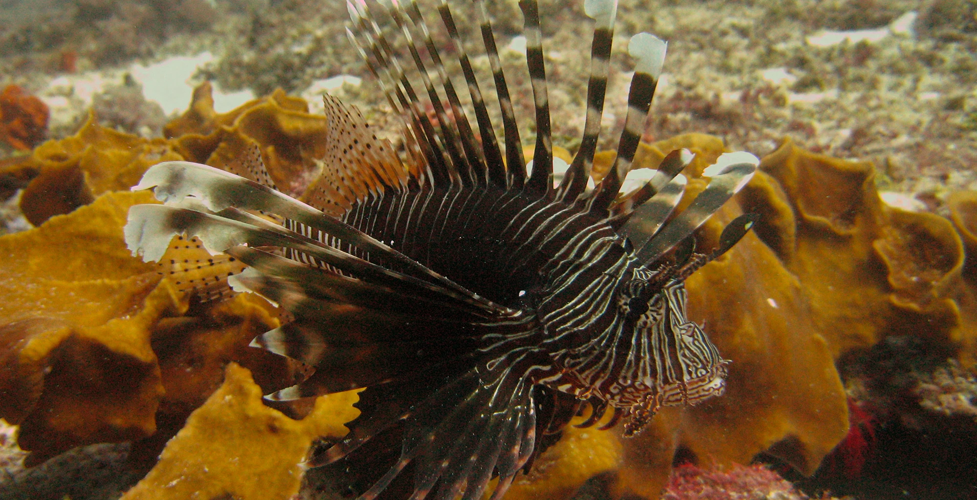 A lionfish spreading its fins over a coral reef