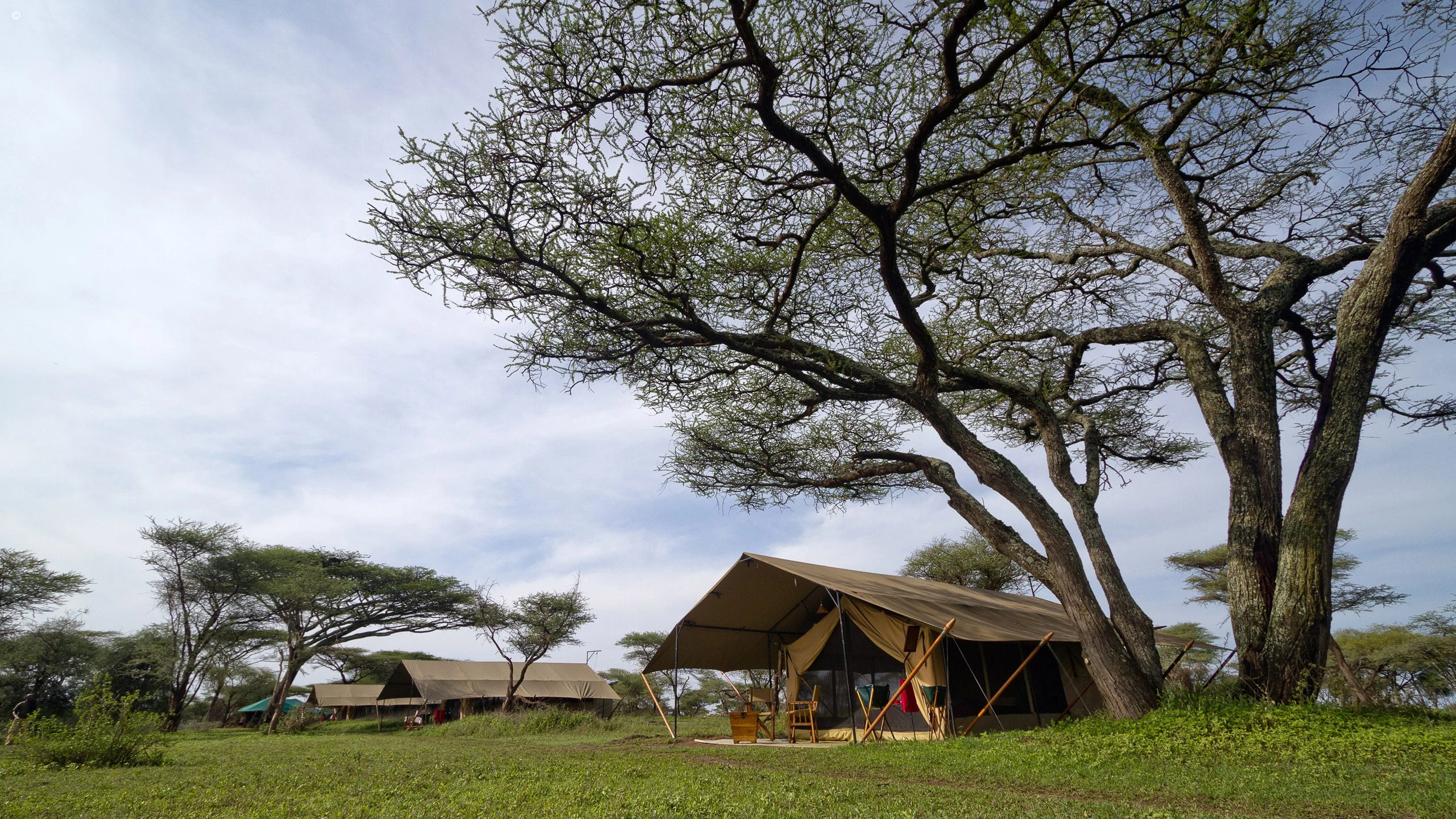 Canvas tents of a mobile camp beneath large trees in the Serengeti