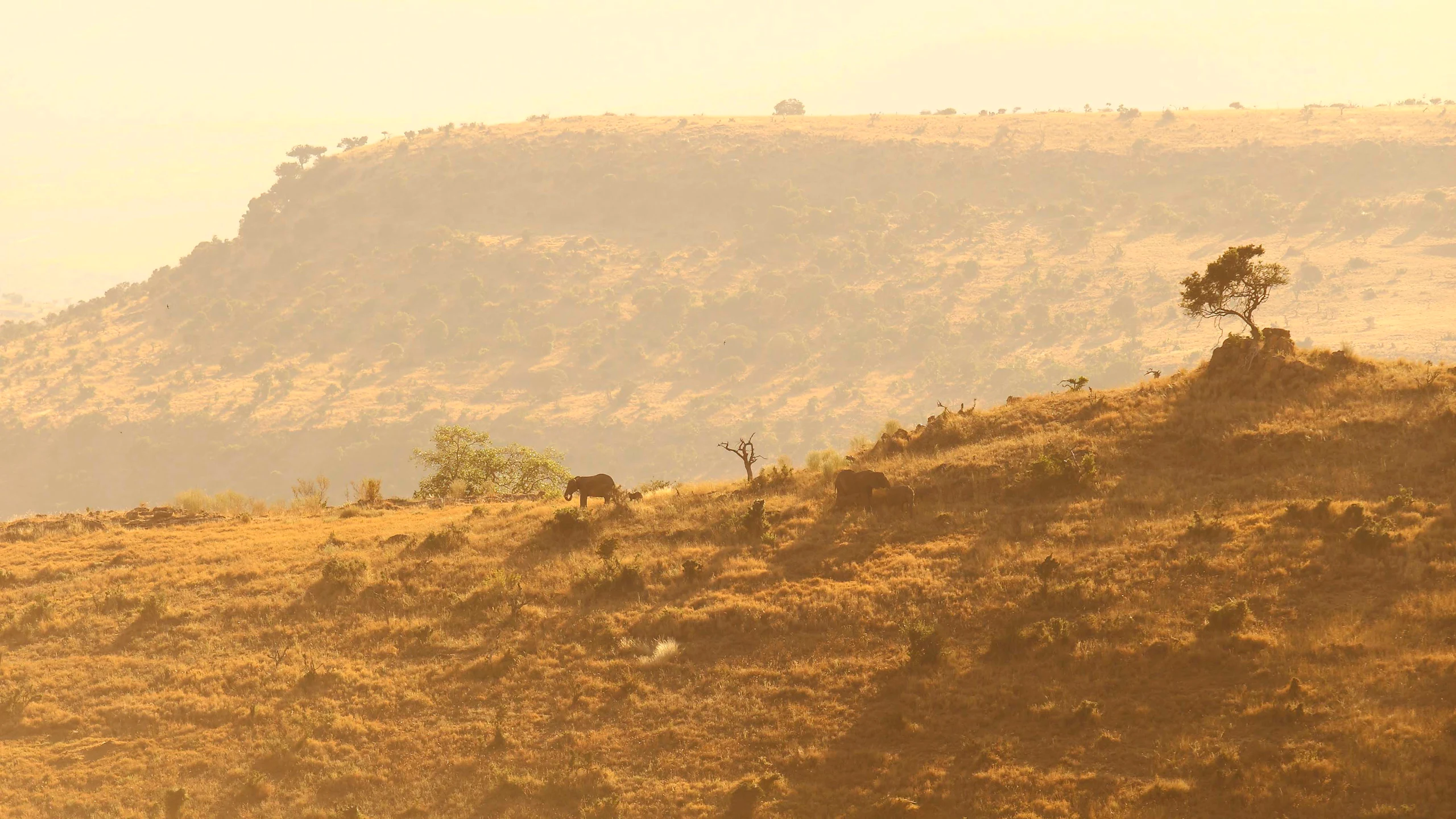 Elephants among golden grass and sunlit hills in Borana Conservancy, Kenya