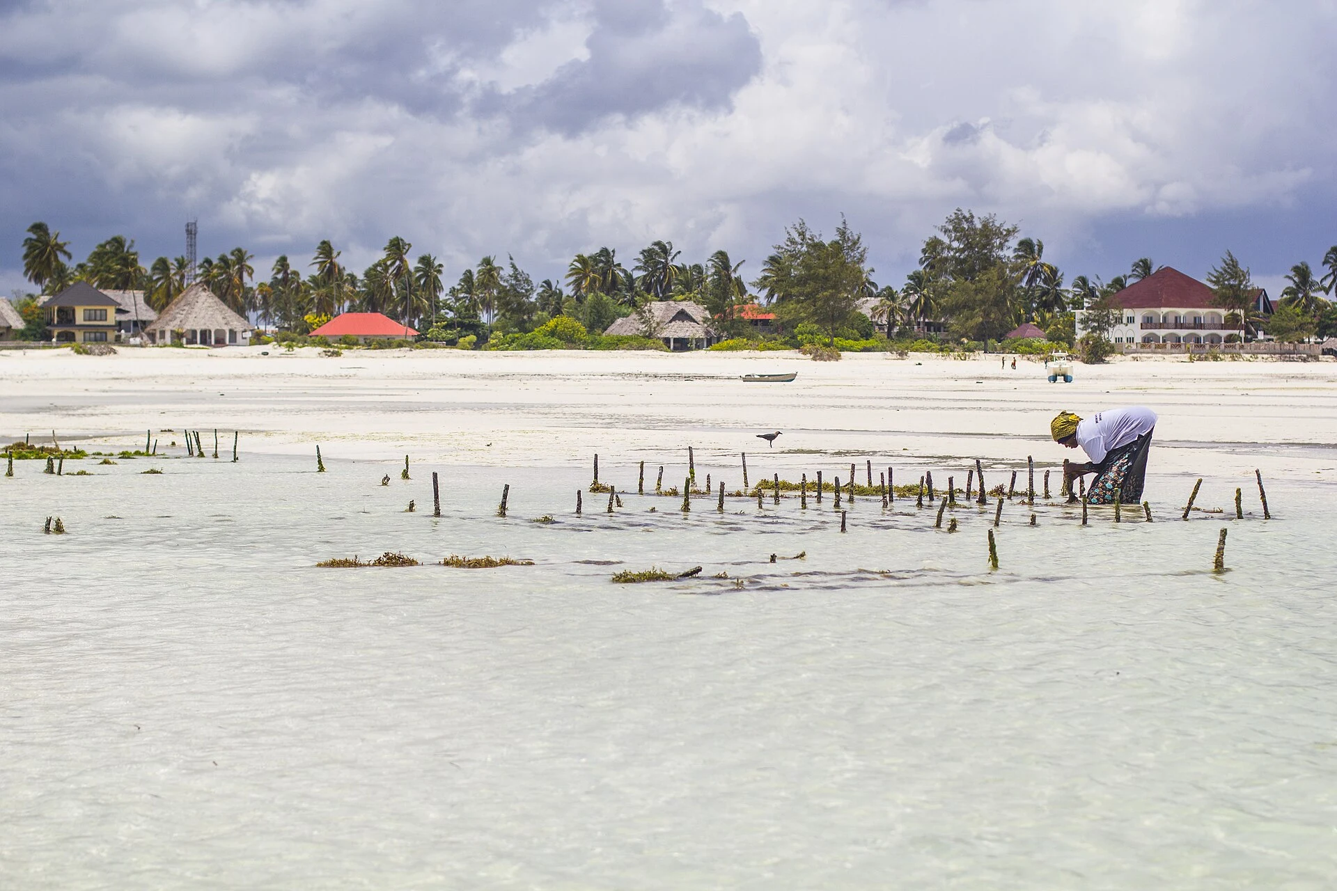 A woman tending seaweed plots on the tidal flats of a Zanzibar beach