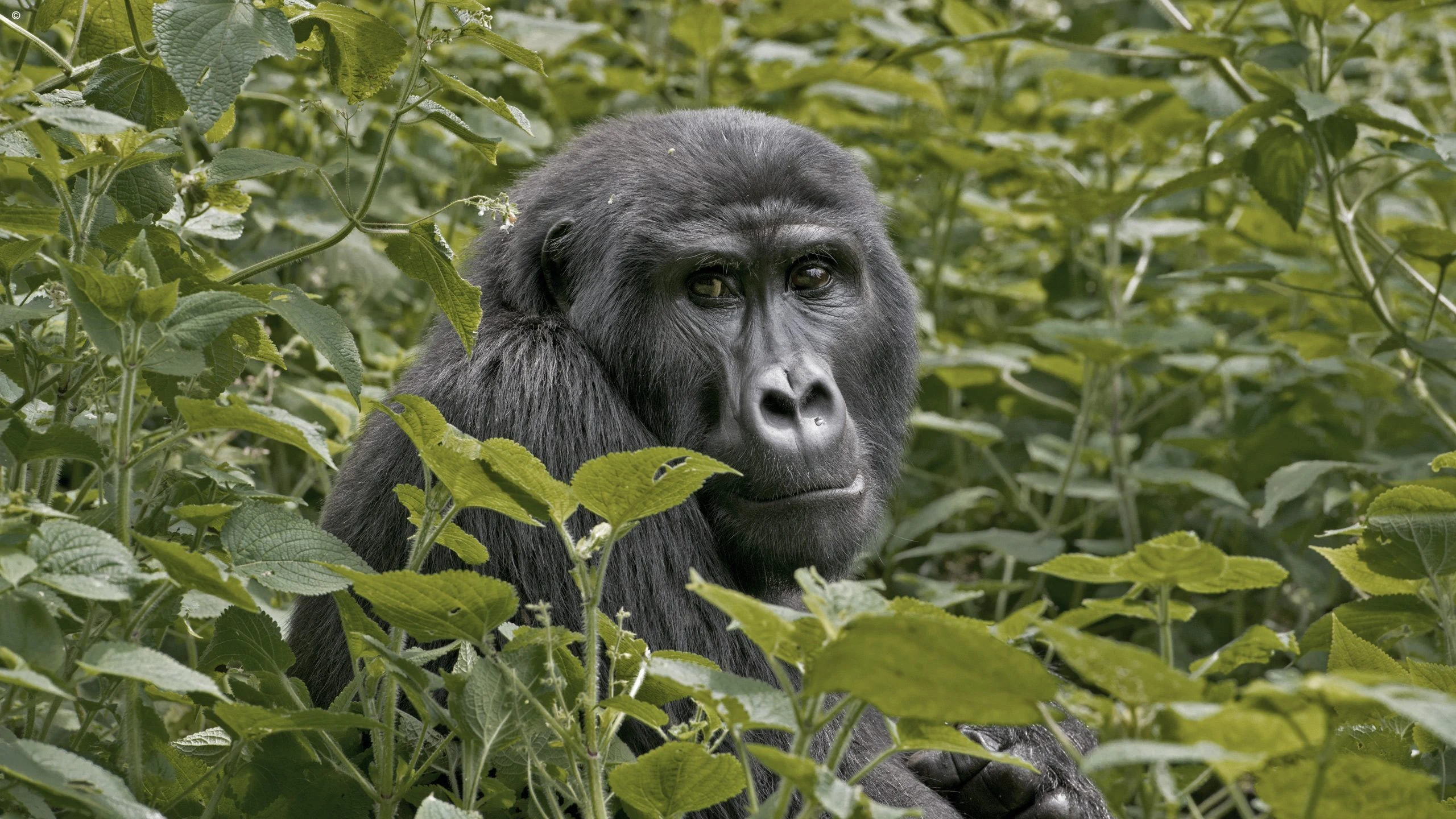 Gorilla portrait peering through green leaves in dense vegetation