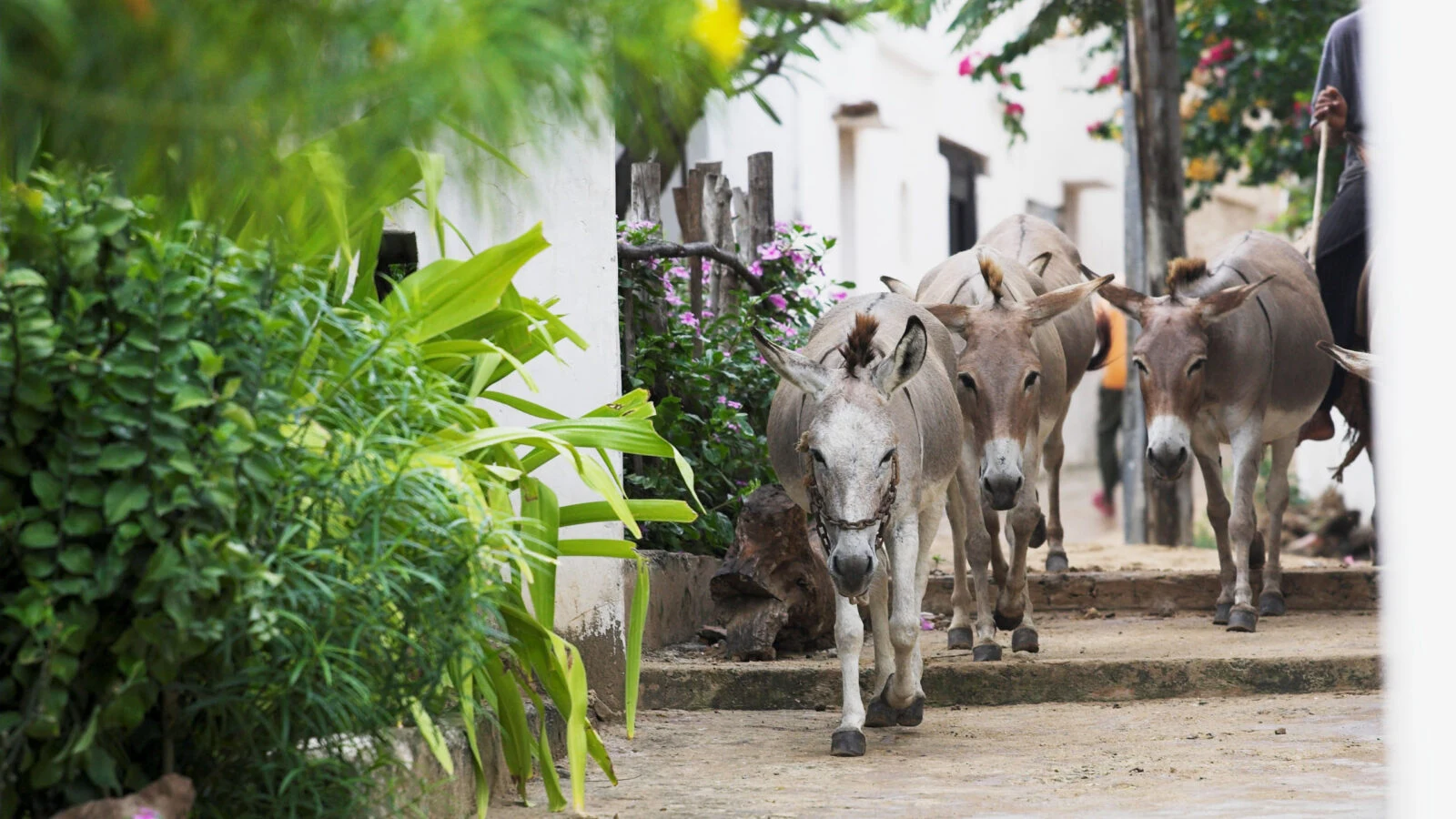 Donkeys walking along a green lane between white walls