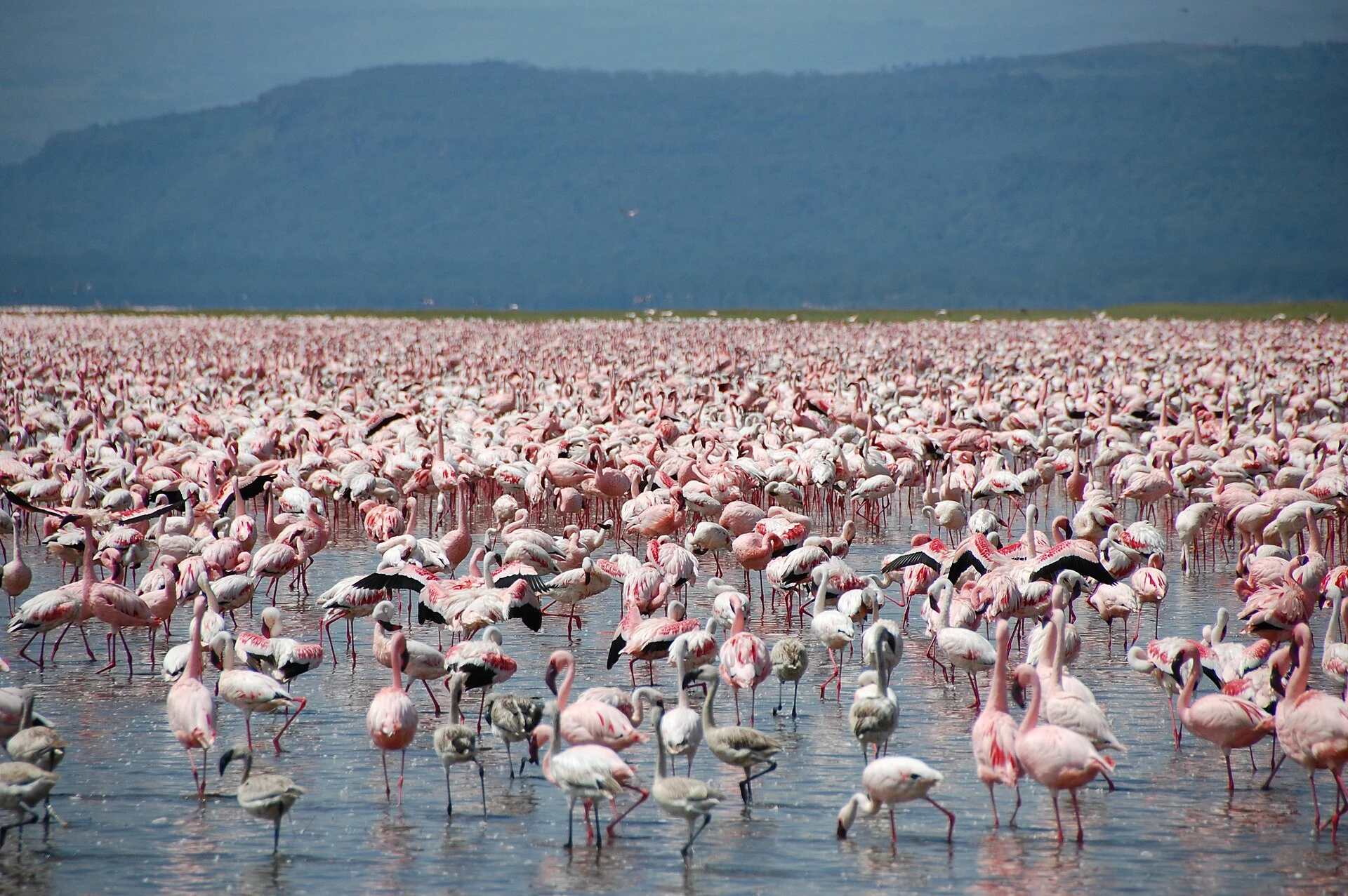 Thousands of lesser flamingos at Lake Nakuru
