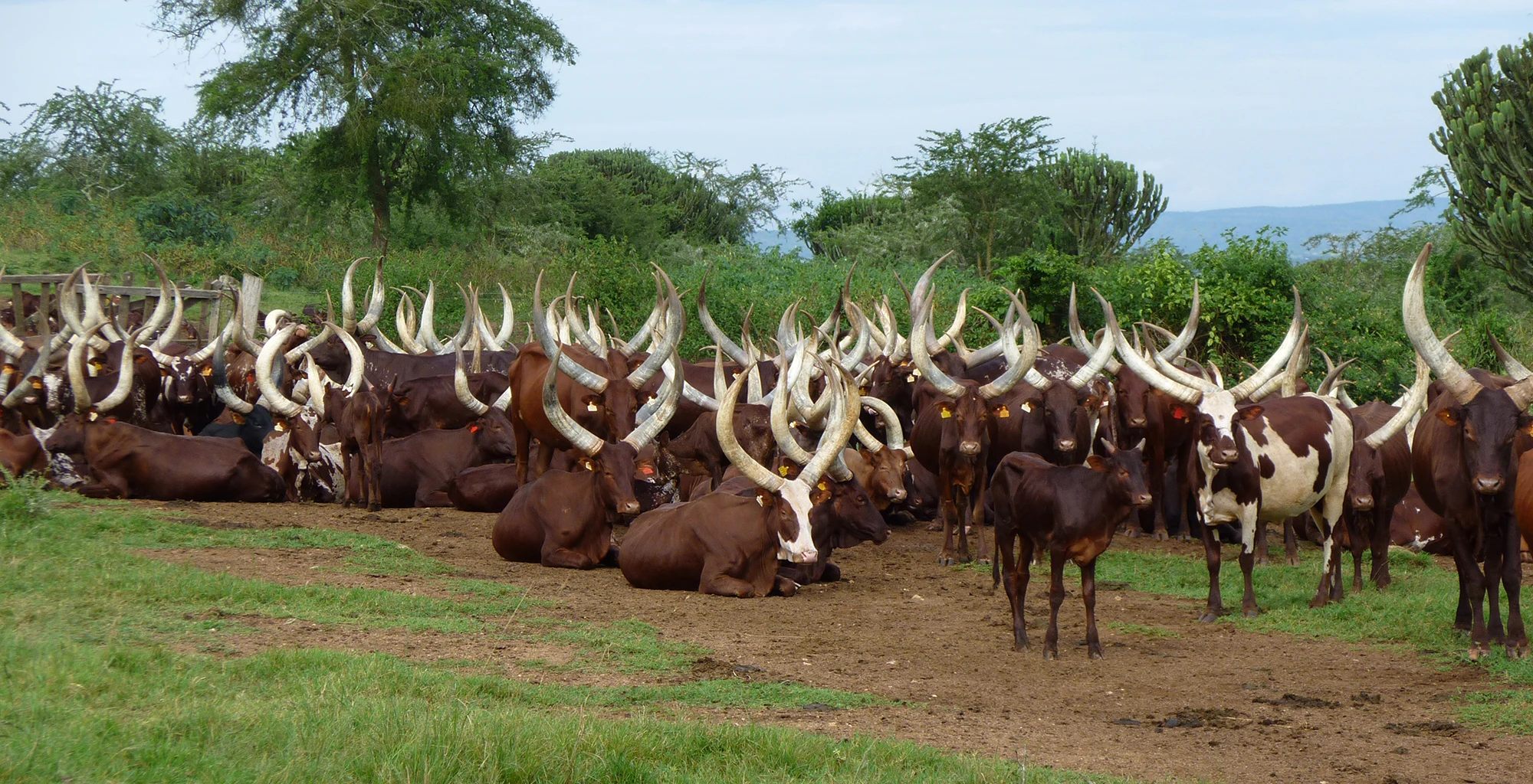A large herd of long-horned Ankole cattle resting near Mihingo Lodge