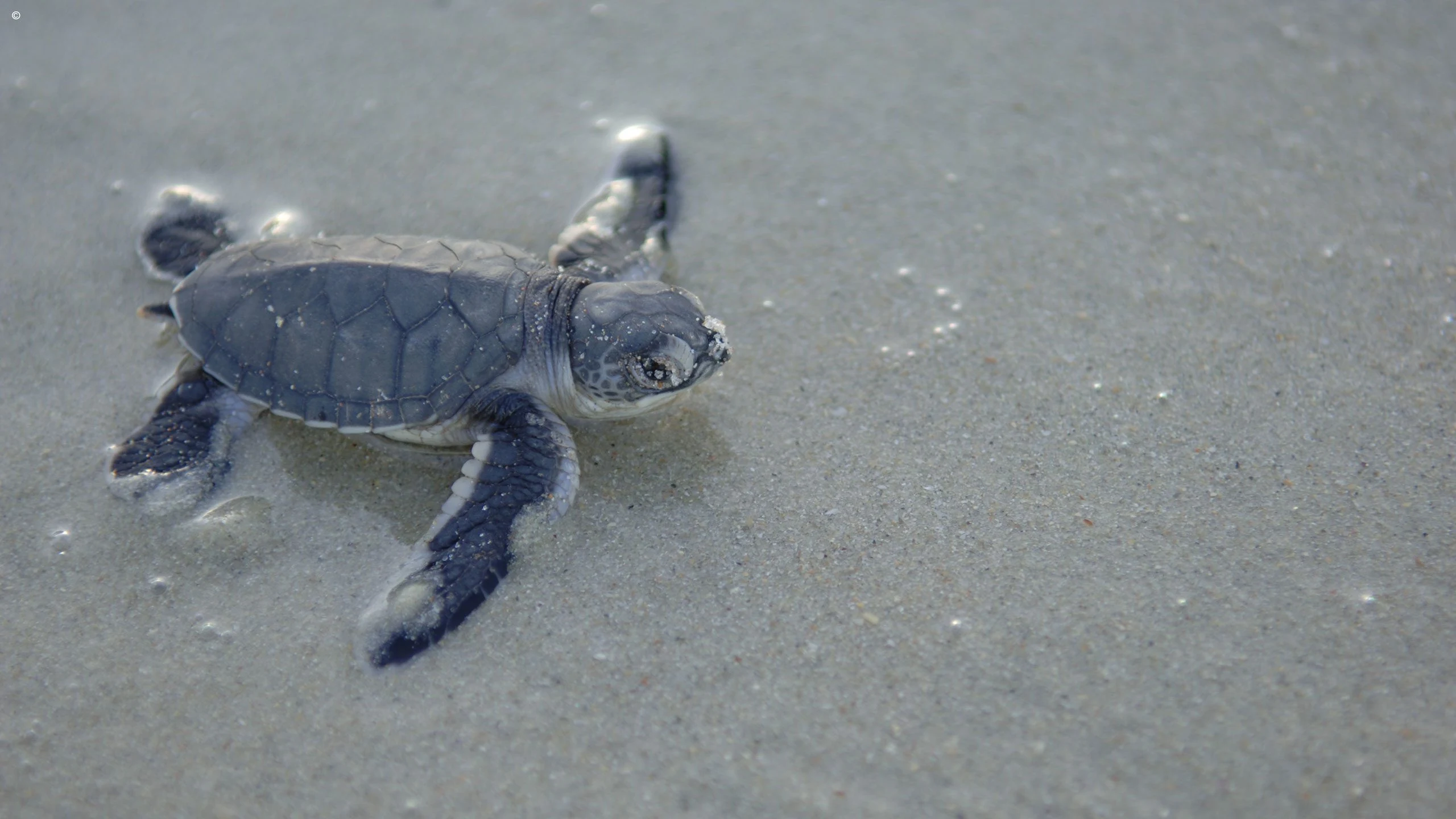 A newly hatched turtle crawling across wet sand toward the sea