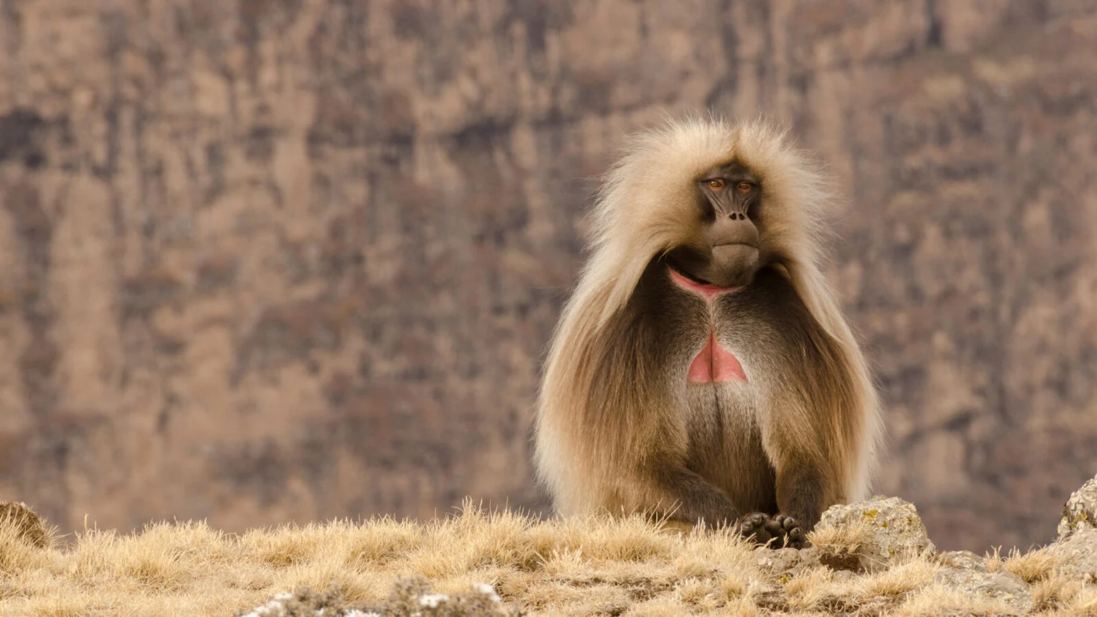 Gelada baboon sitting on a cliff edge in grass