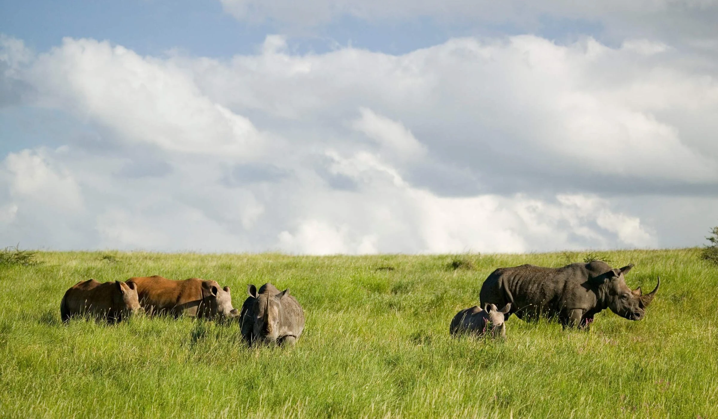 Group of rhinos grazing on green plain under big clouds