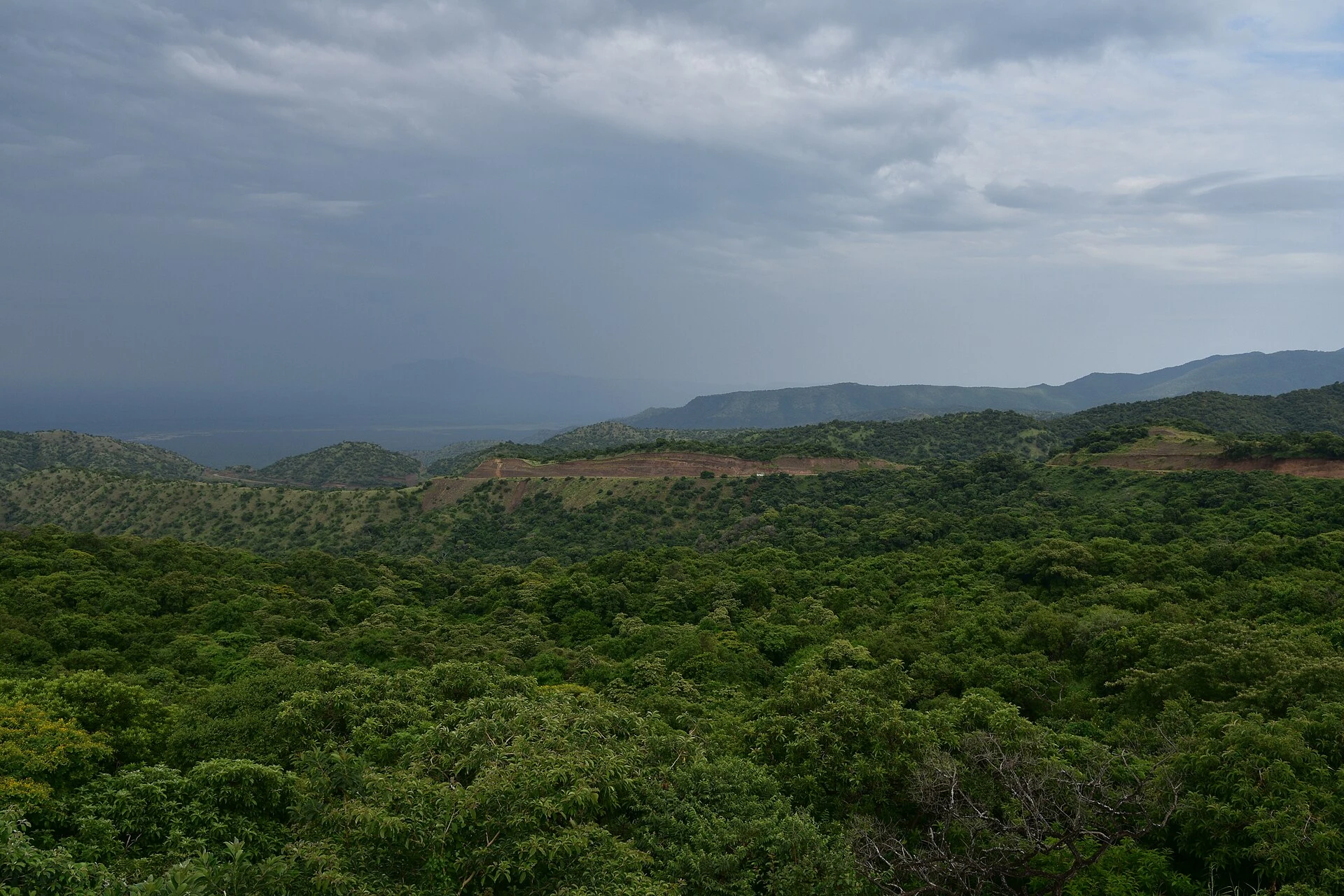 Thick green bush stretches to distant hills in Mago National Park.