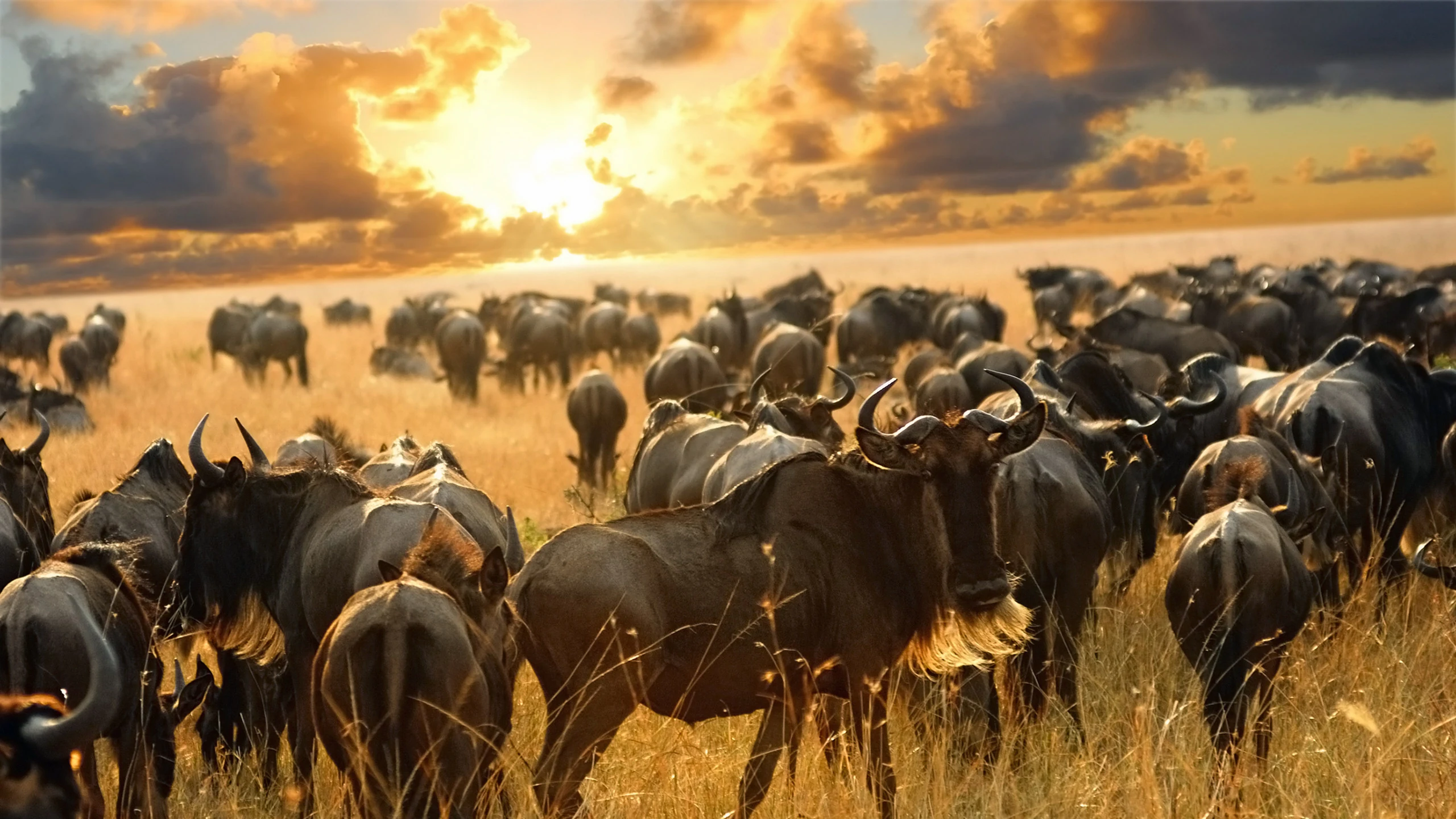 Wildebeest herd under glowing sunset and storm clouds