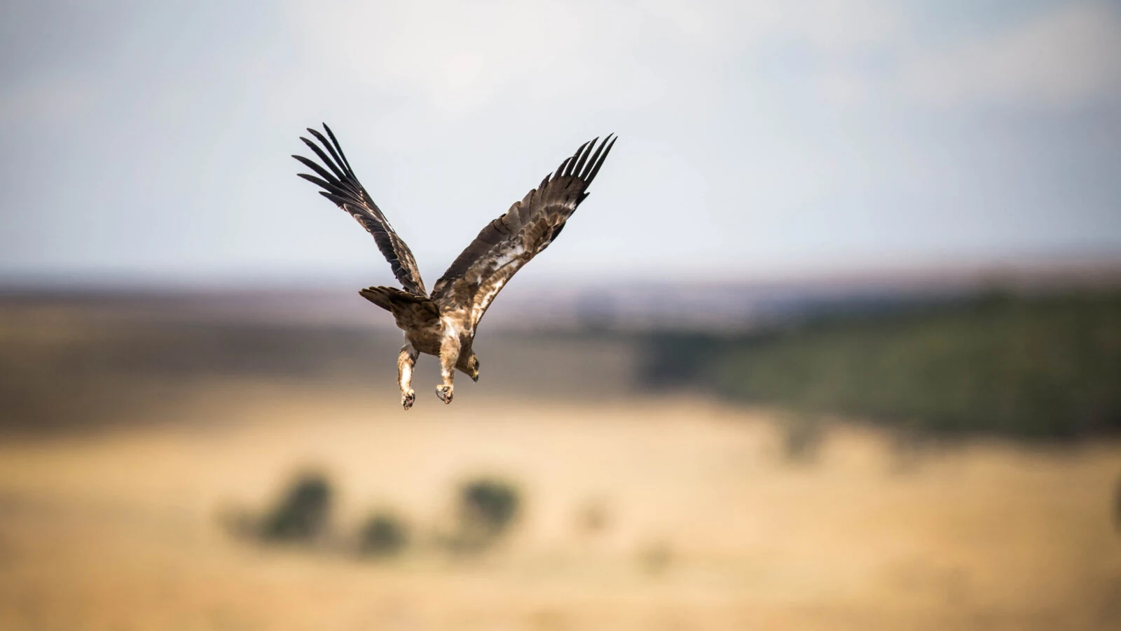 Raptor flying low over soft blurred plain
