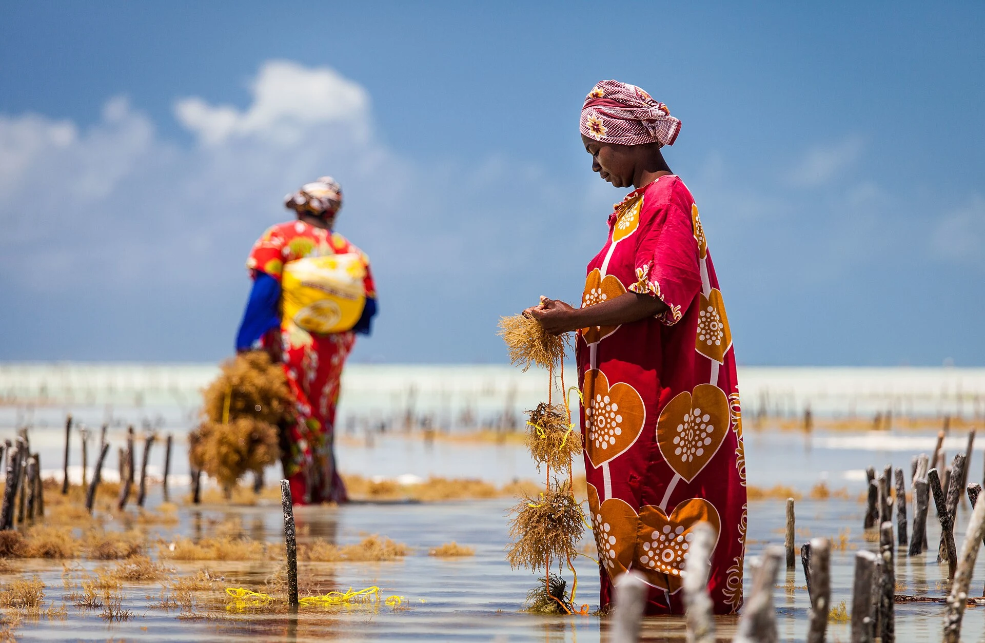 Two women harvesting seaweed among the farm stakes at Jambiani