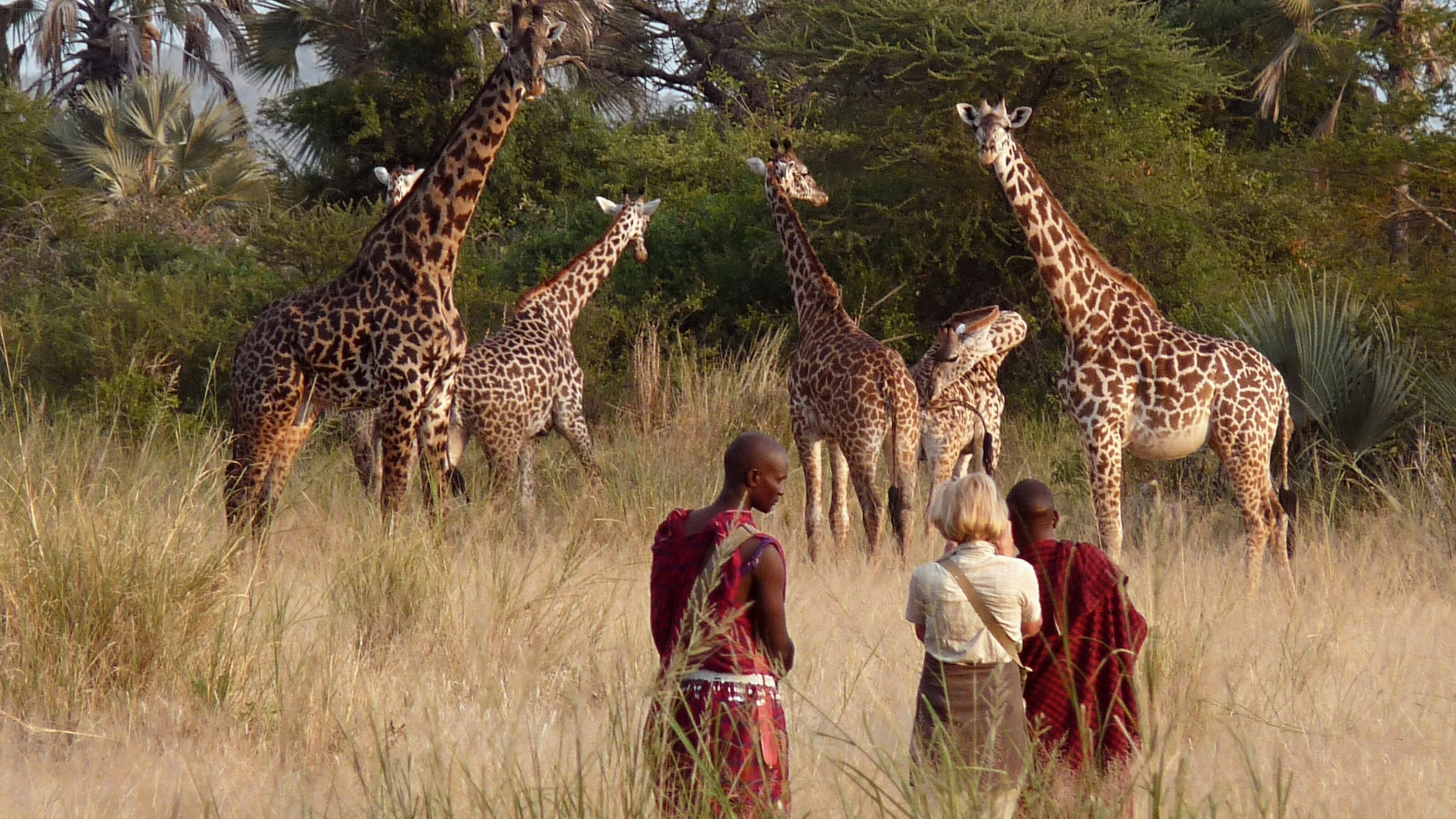 Guides and a guest on foot watching giraffes in tall grass