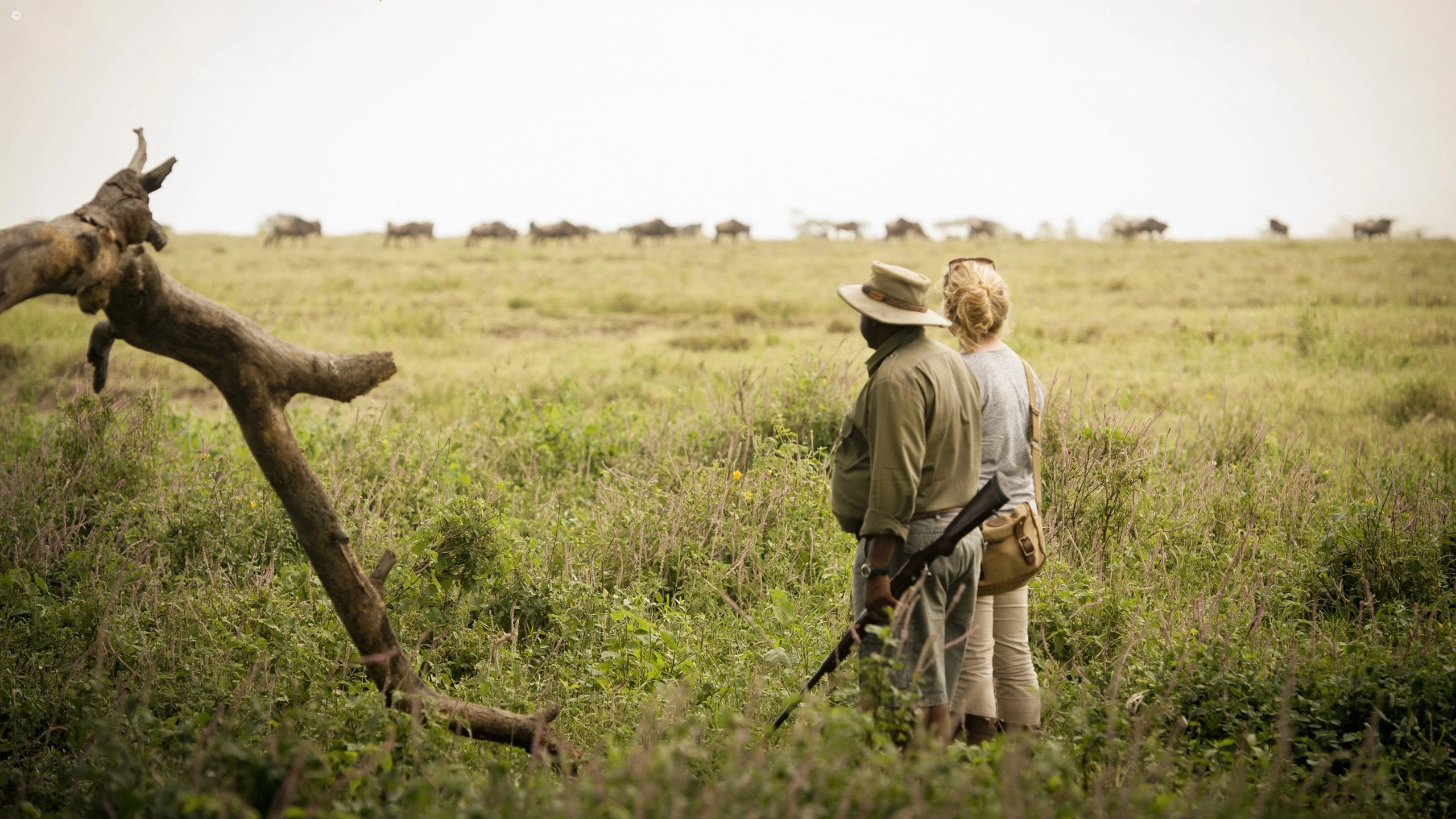 A guide walking through green grassland at Namiri Plains