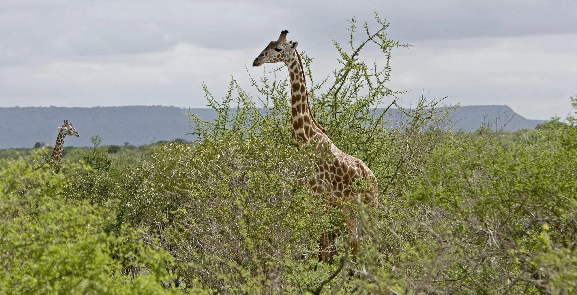 Giraffes browsing in green bush below the Yatta Plateau in Tsavo East