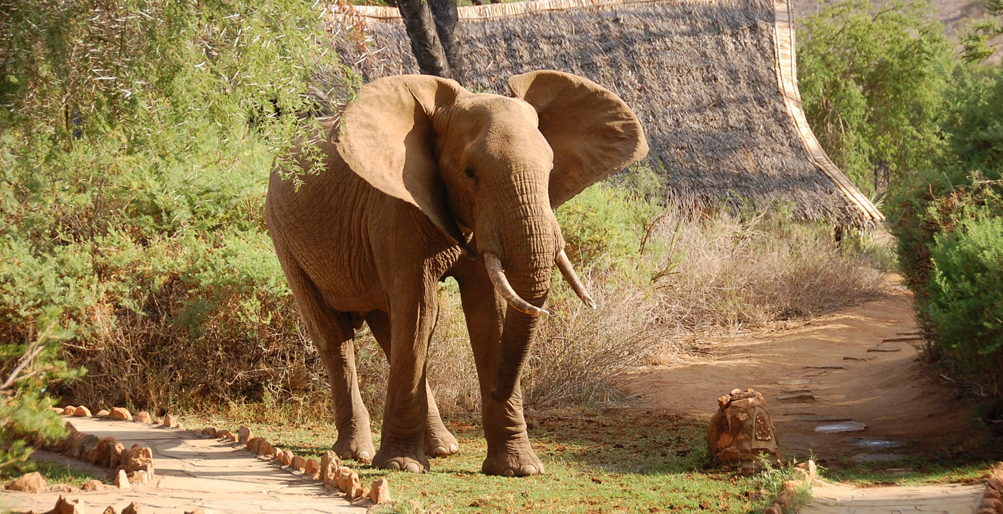 An elephant dusted in red earth walking through Galdessa Camp in Tsavo East