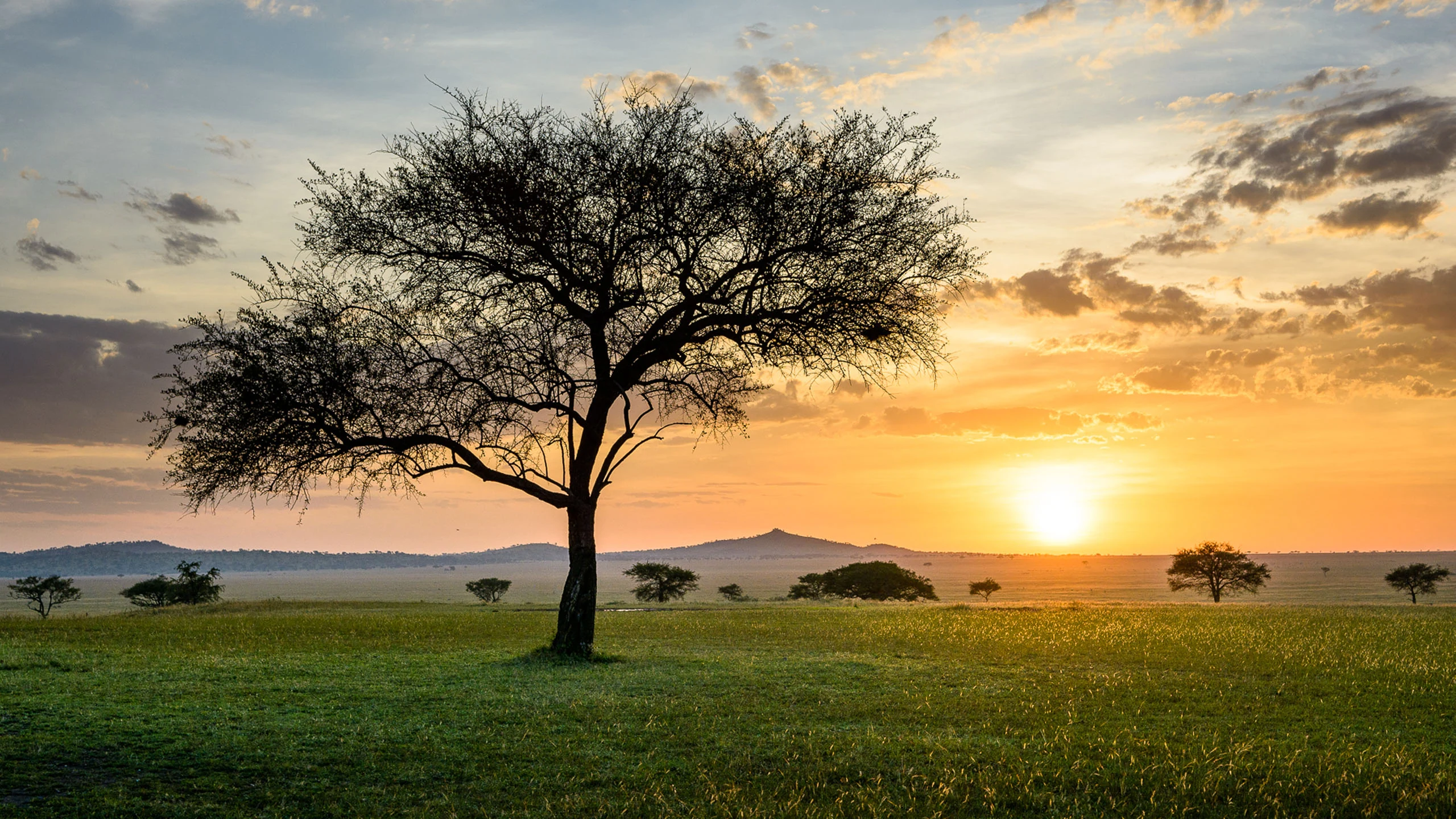 Lone acacia against a glowing sunset over green grassland